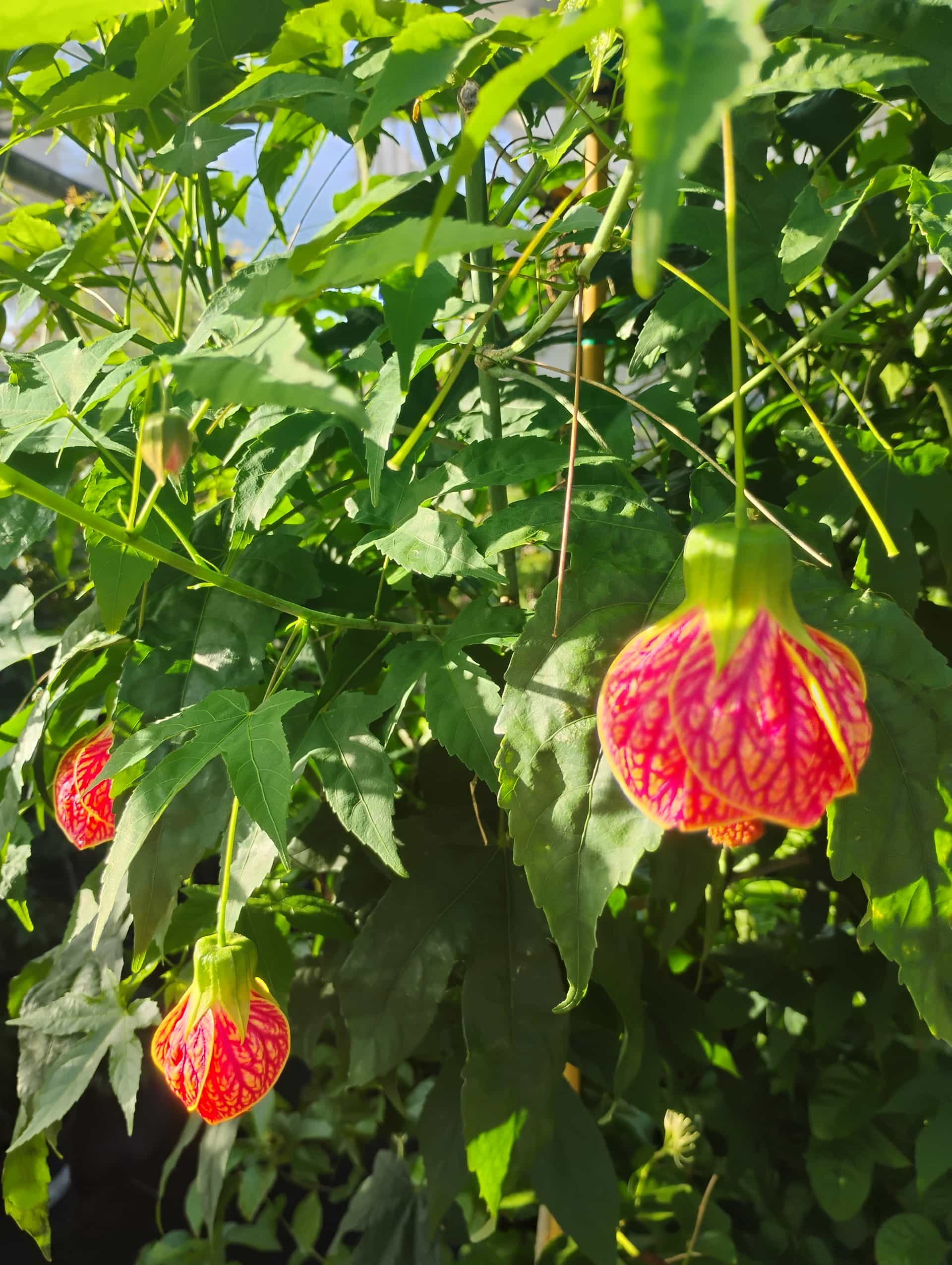 Flowering Maple (Abutilon hybridum), Shrub