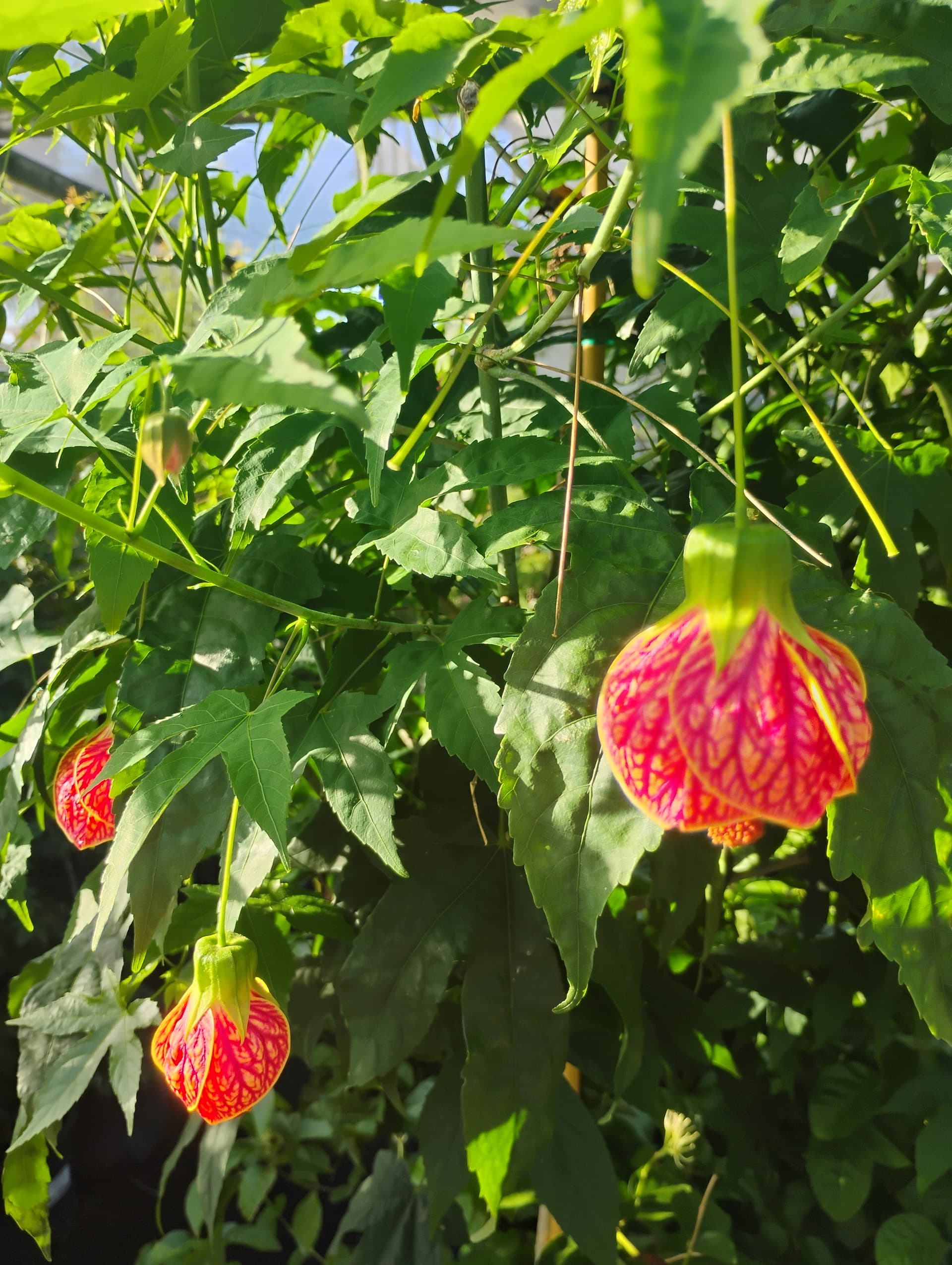 Flowering Maple