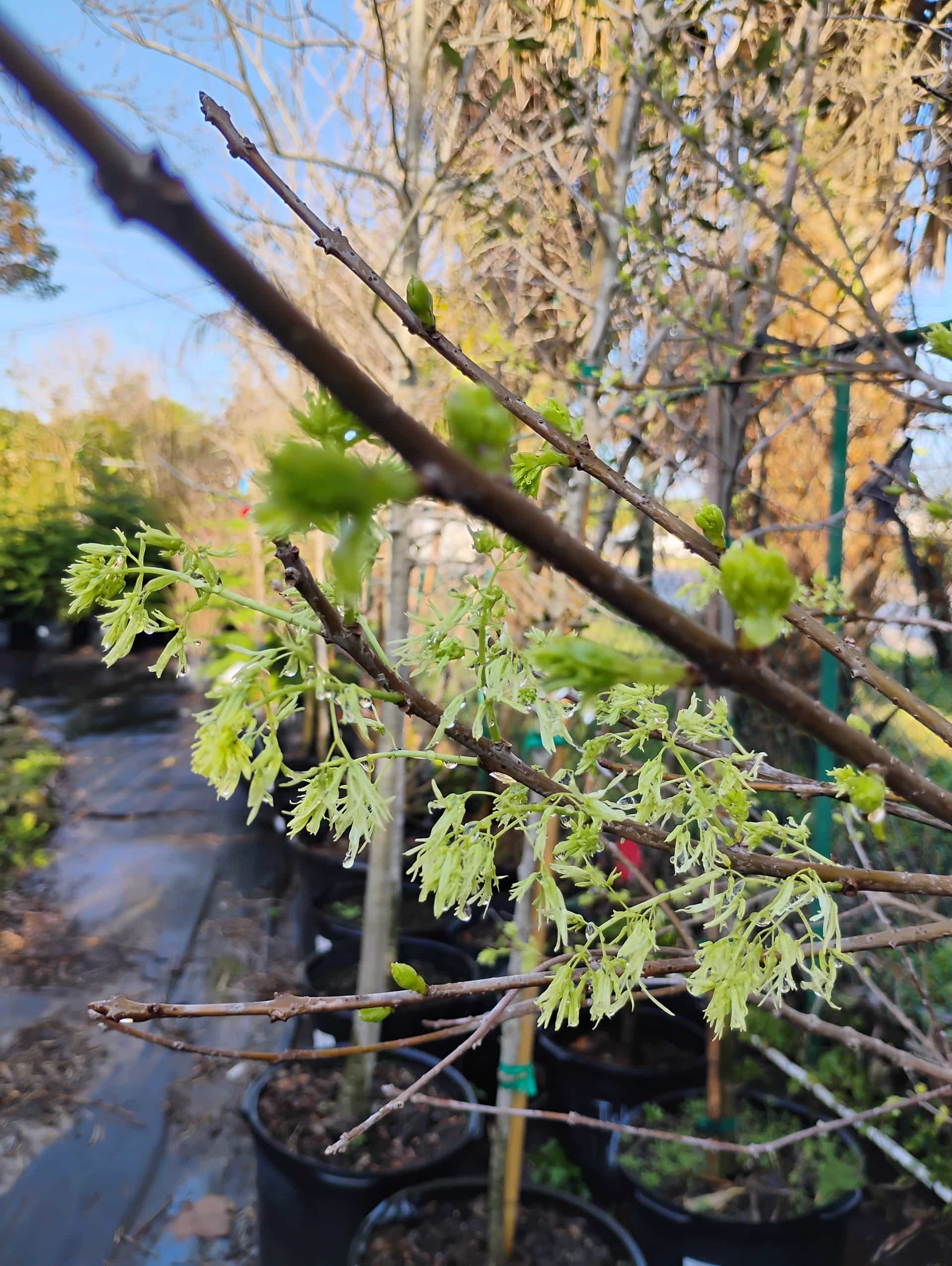 Chinese Snowball (Viburnum macrocephalum), Shrub