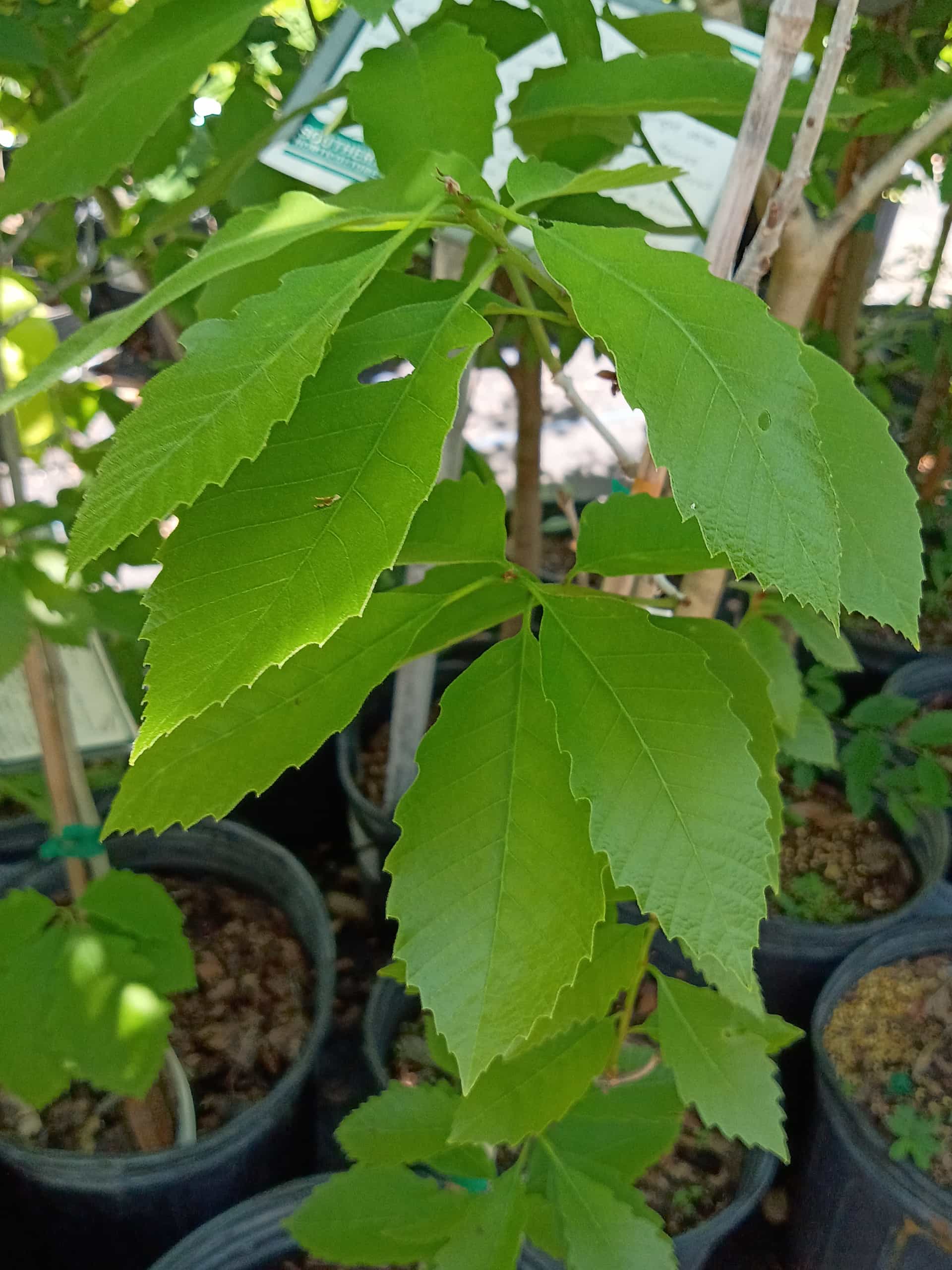 Allegheny Chinkapin (Castanea pumila), Tree