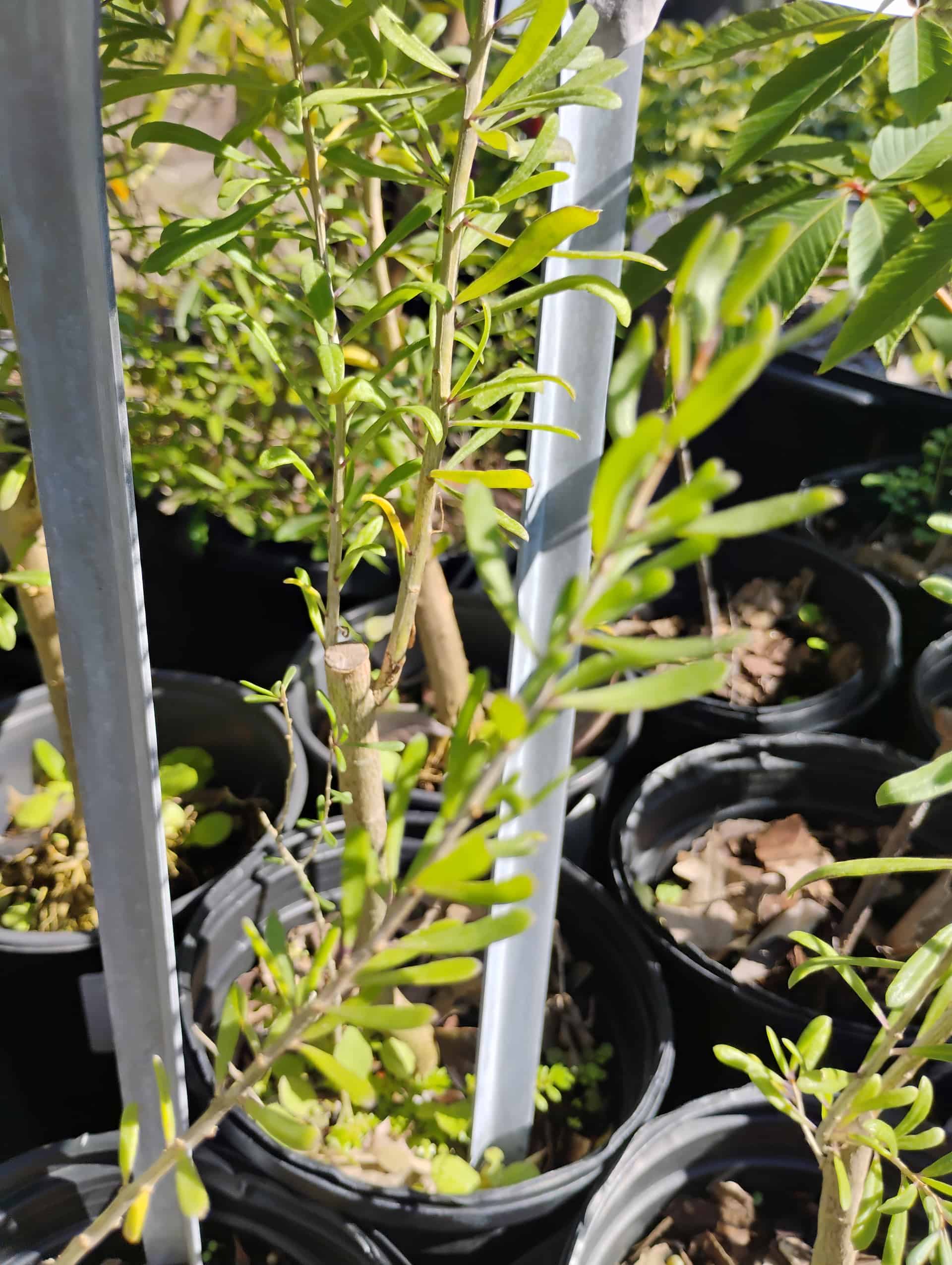Carolina Wolfberry (Lycium carolinianum), Shrub