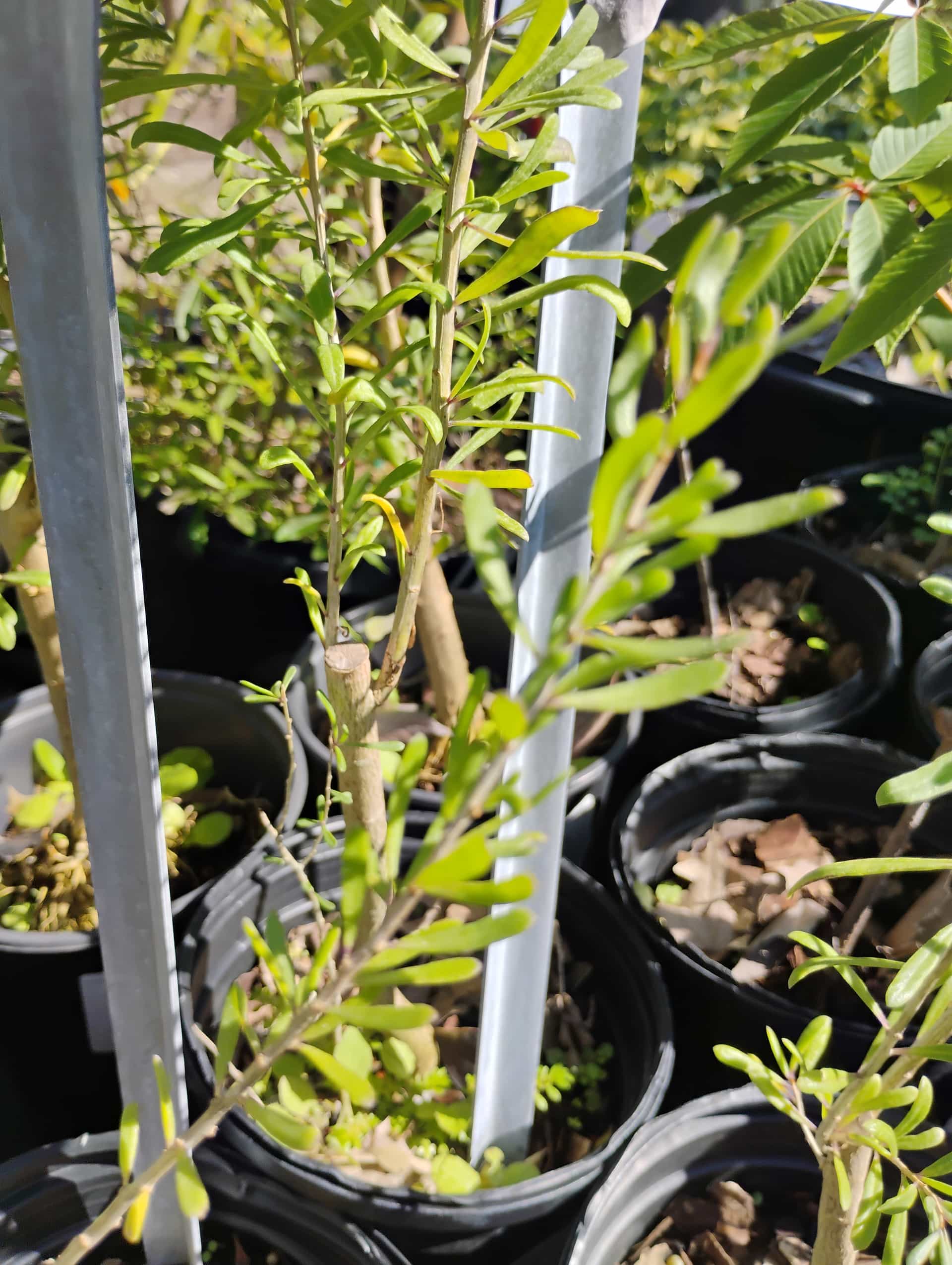Carolina Wolfberry (Lycium carolinianum), Shrub
