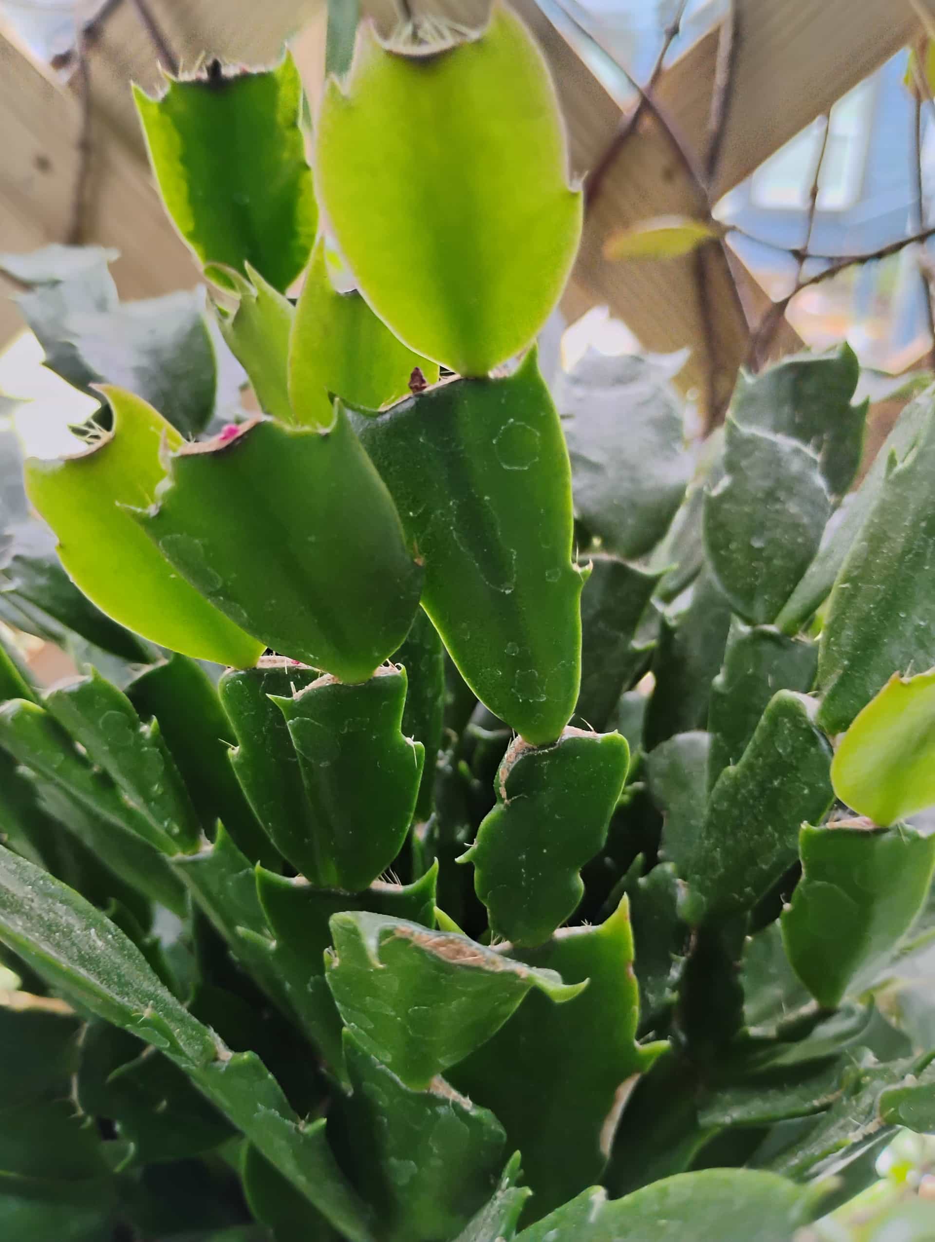 Christmas Cactus (Schlumbergera), Houseplant