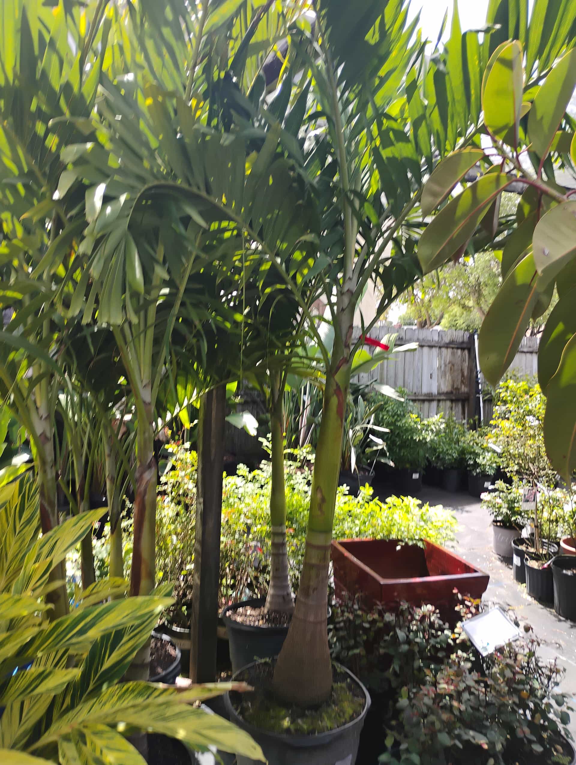 Adonidia Palm (Adonidia merrillii), Palm