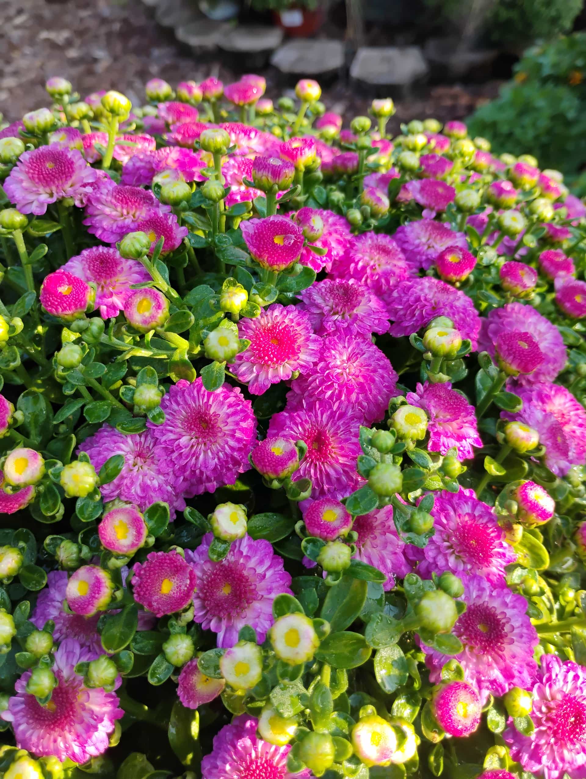 Garden Mum (Chrysanthemum ×morifolium), Perennial