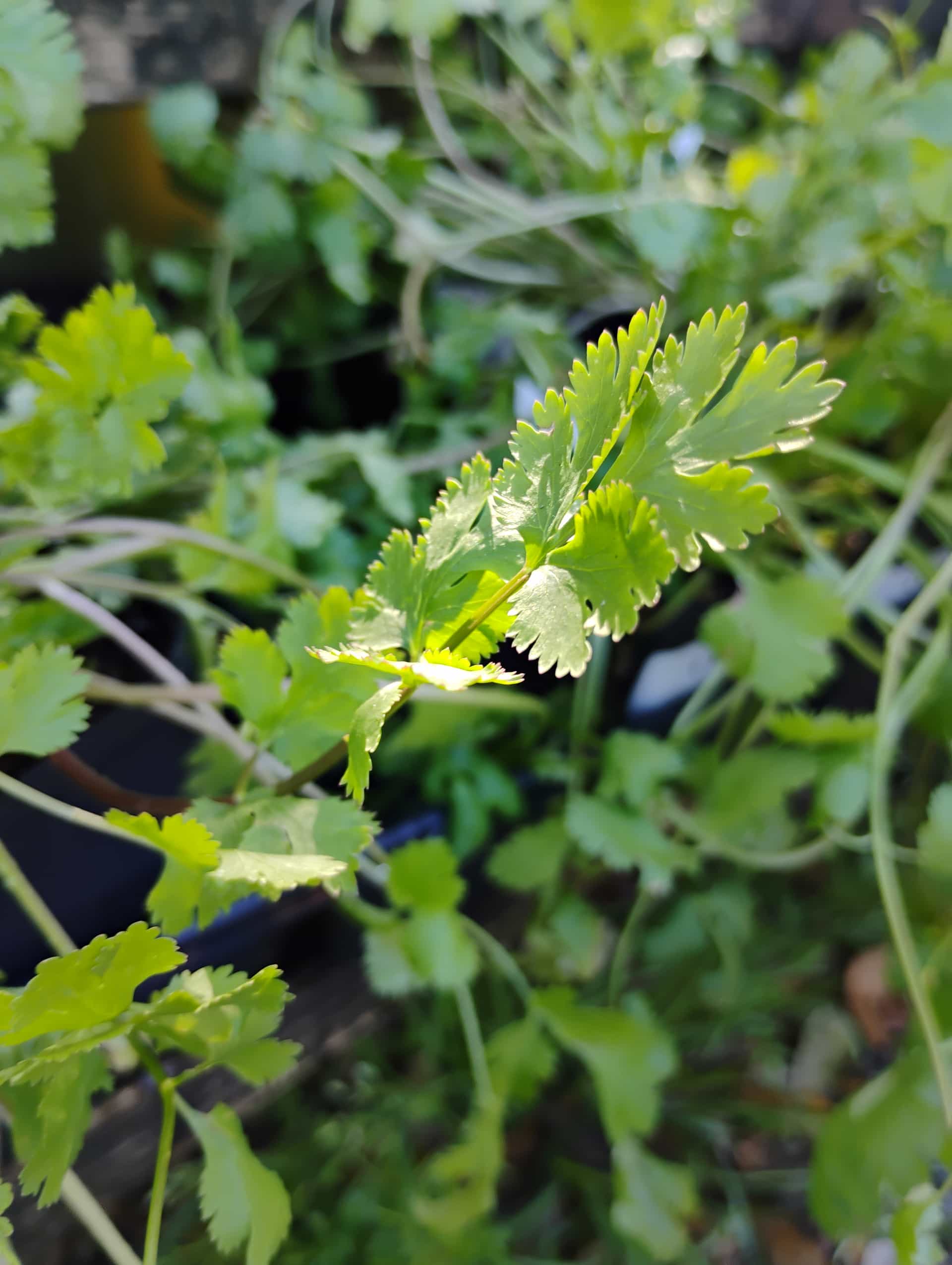 Cilantro (Coriandrum sativum), Herb