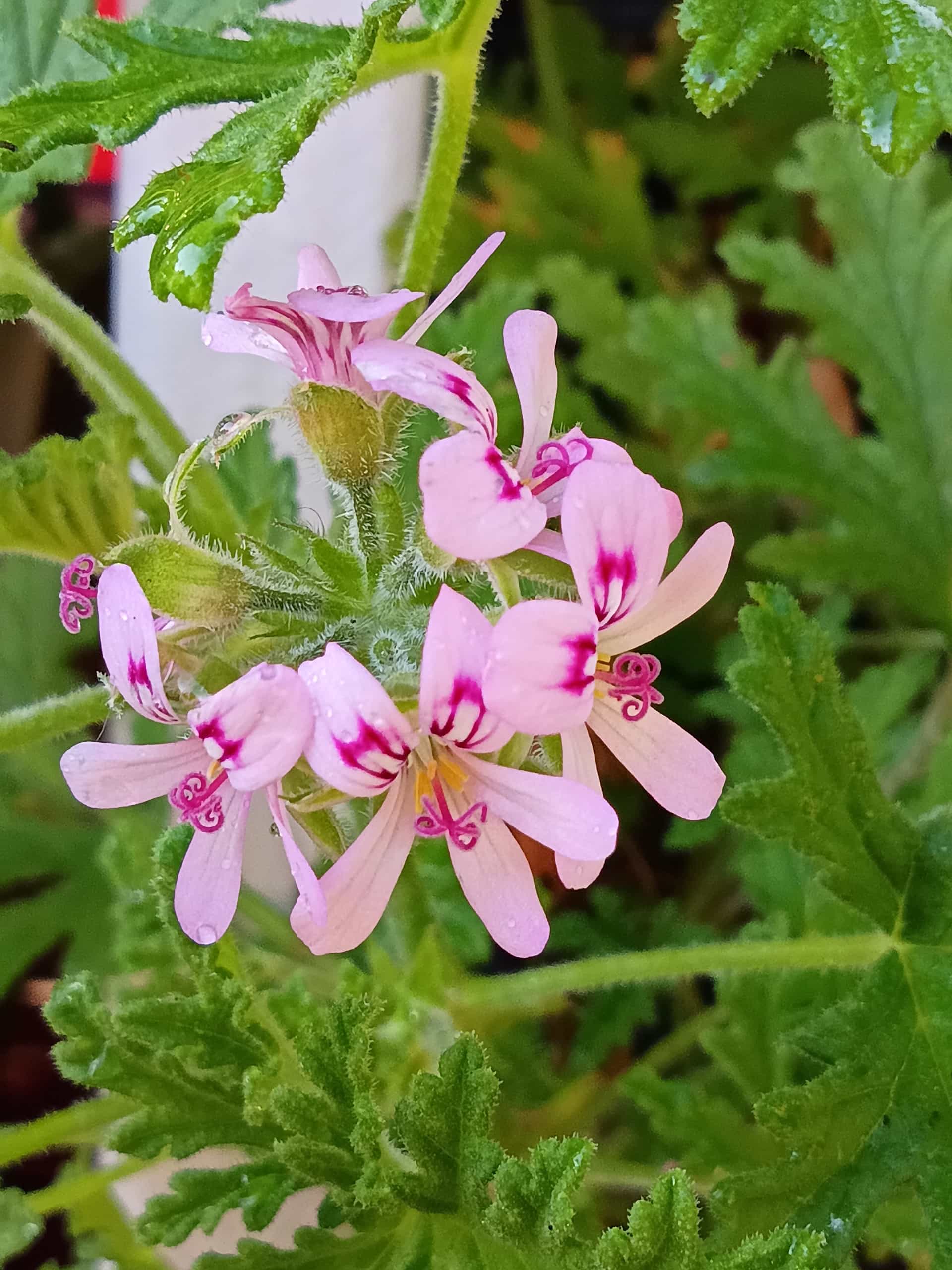 Citrosa, Perennial