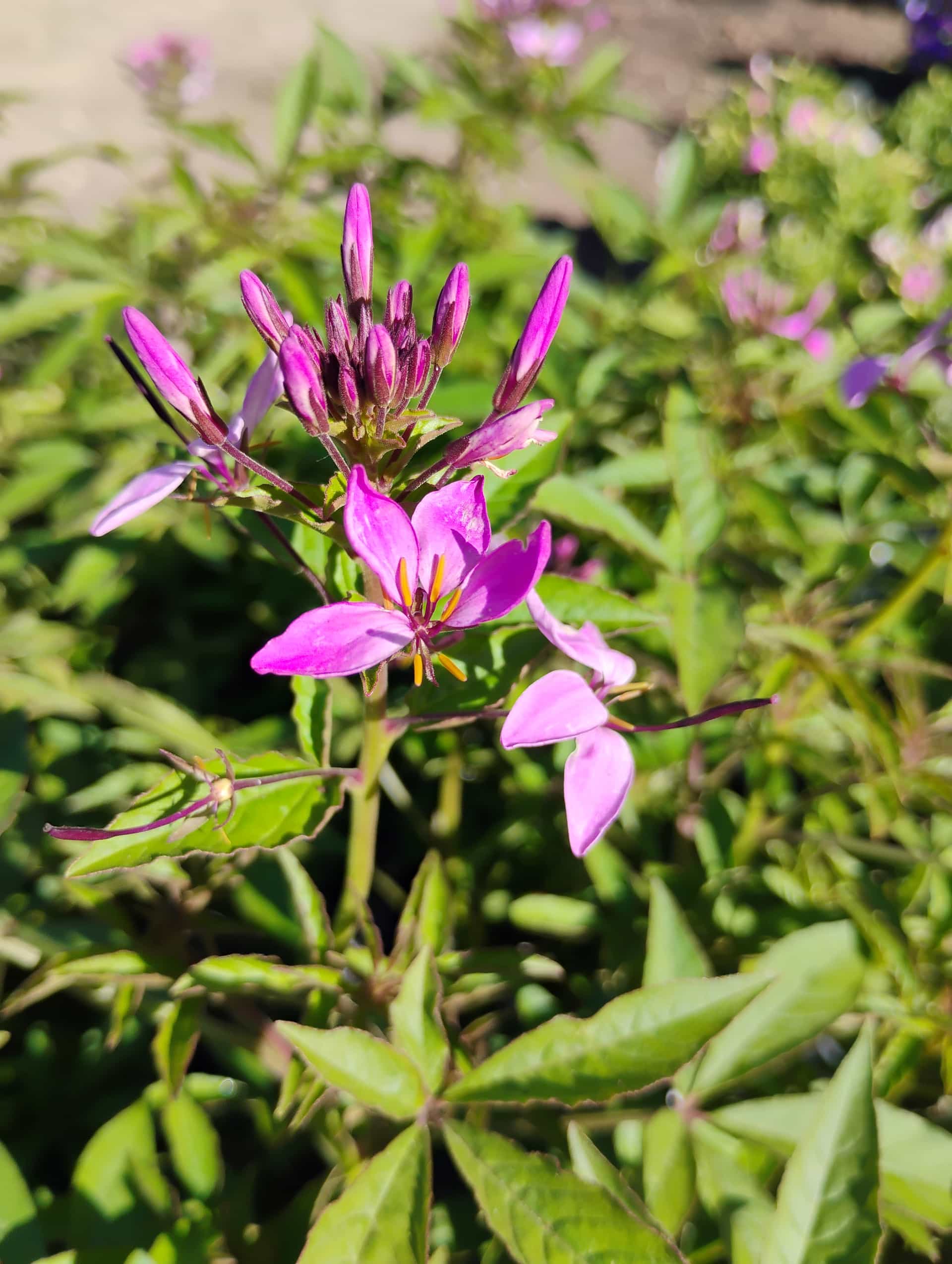 Cleome (Cleome hassleriana), Annual