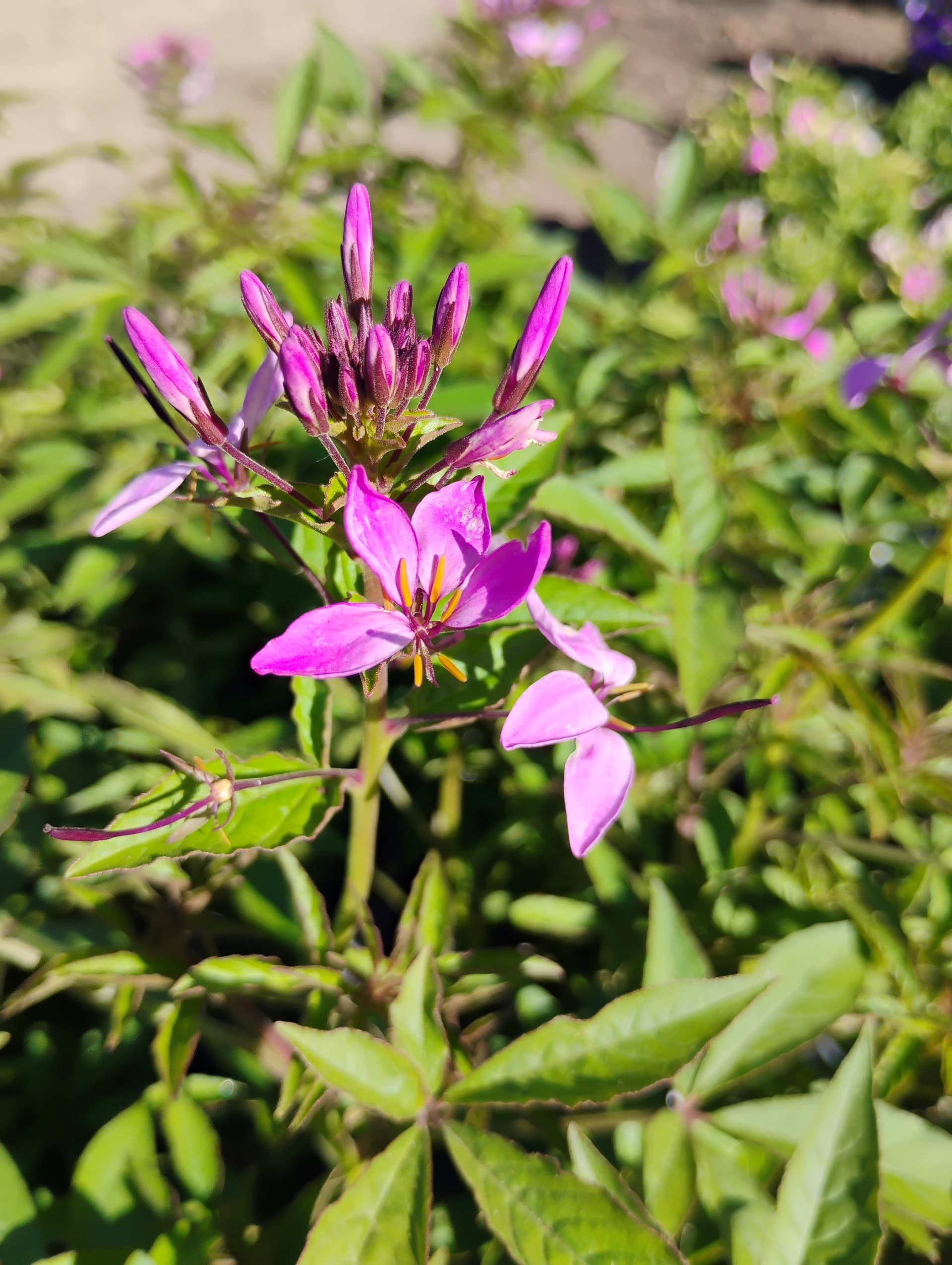 Cleome