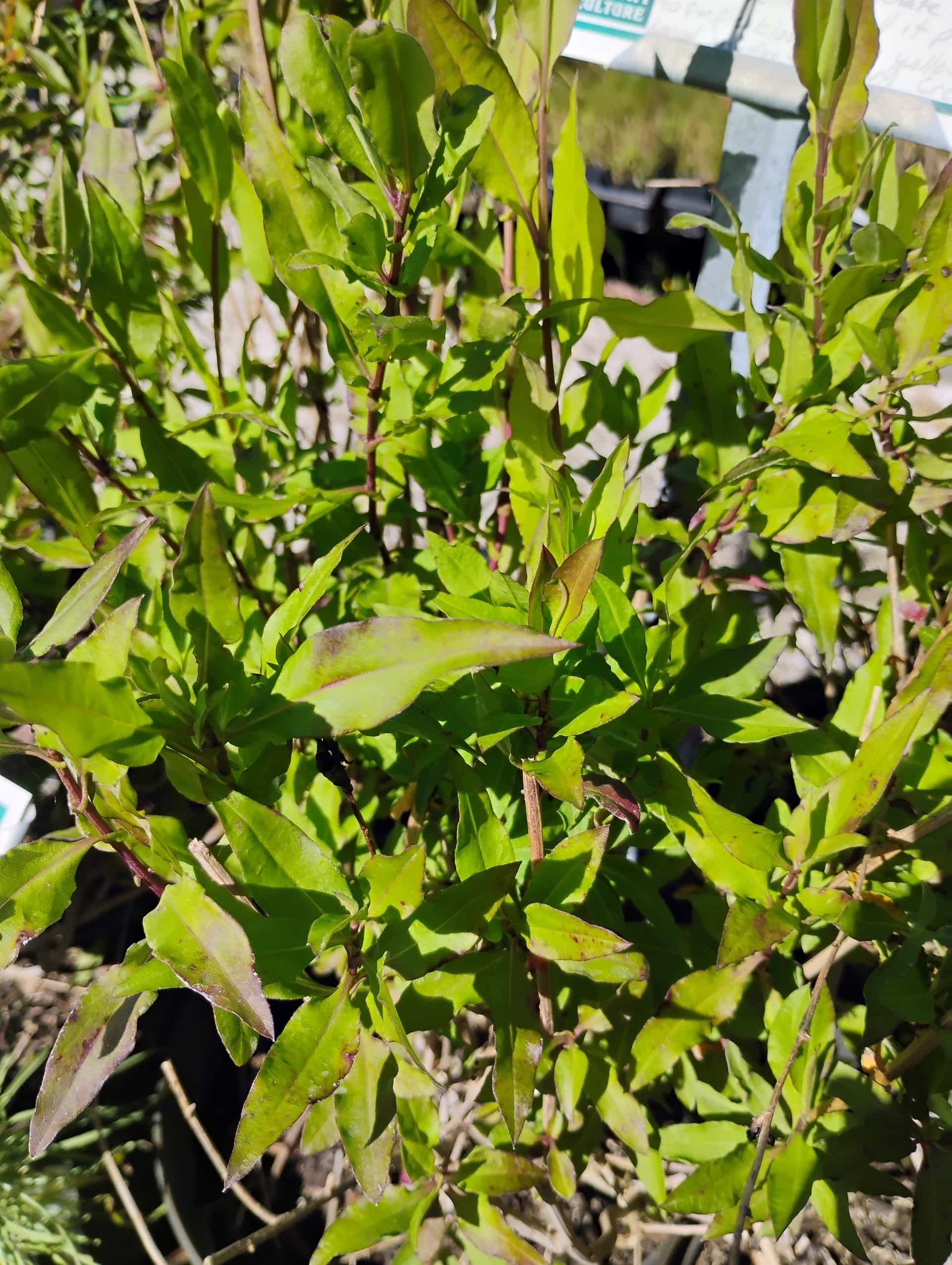 Climbing Aster (Ampelaster carolinianus), Vine