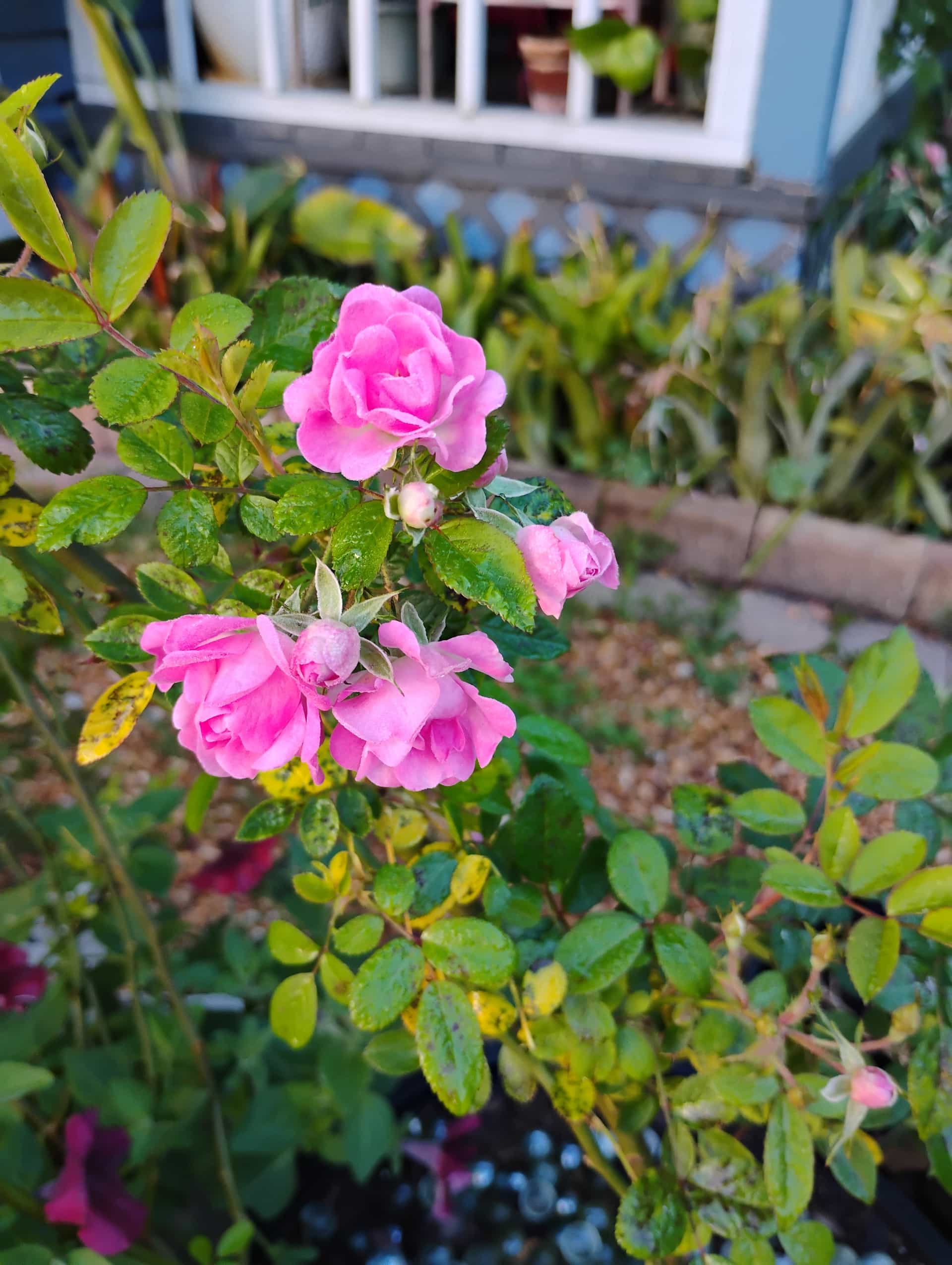 Climbing Rose (Rosa hybrida), Vine