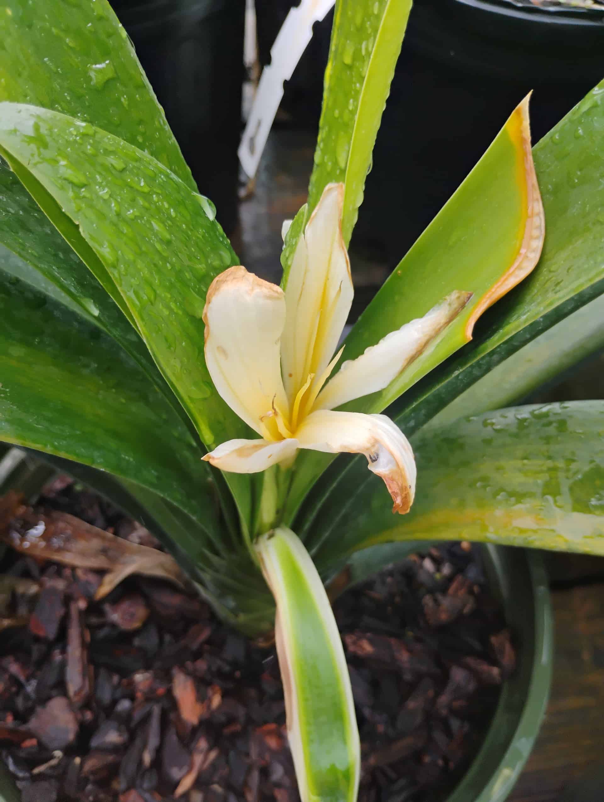 Clivia
