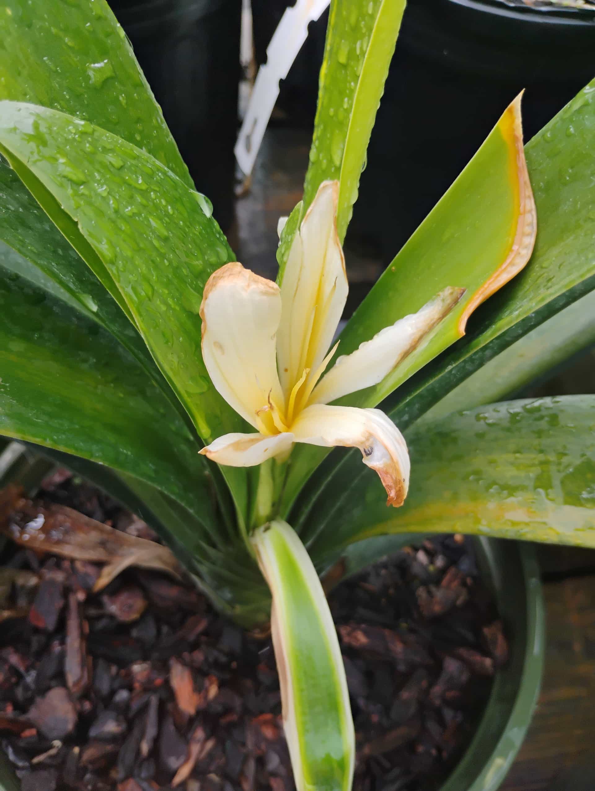 Clivia (Clivia miniata), Perennial