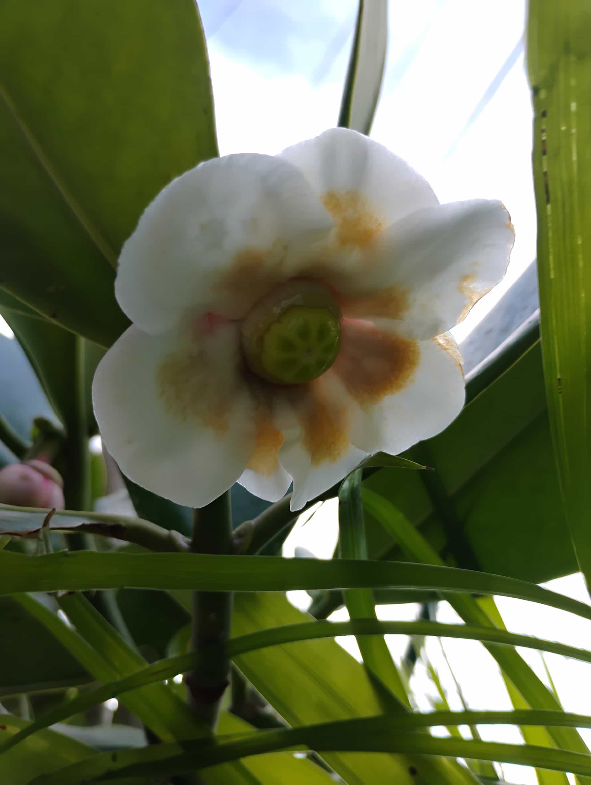 Autograph Tree (Clusia rosea), Tree