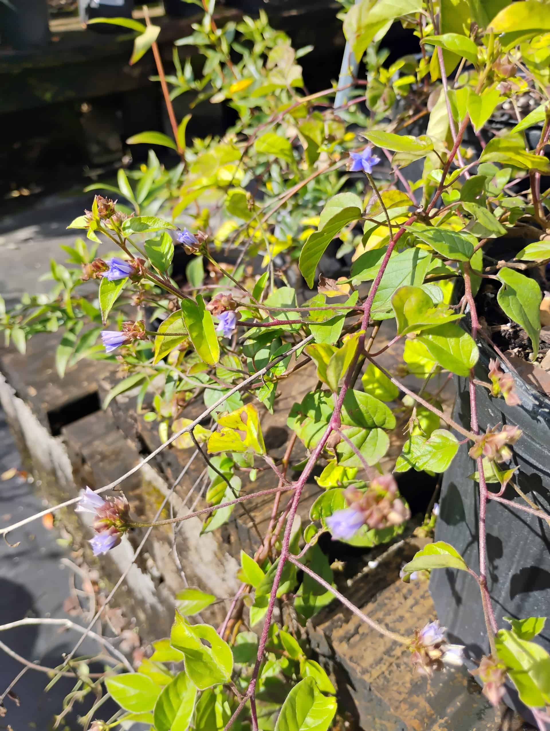 Skyblue Clustervine (Jacquemontia pentanthos), Vine