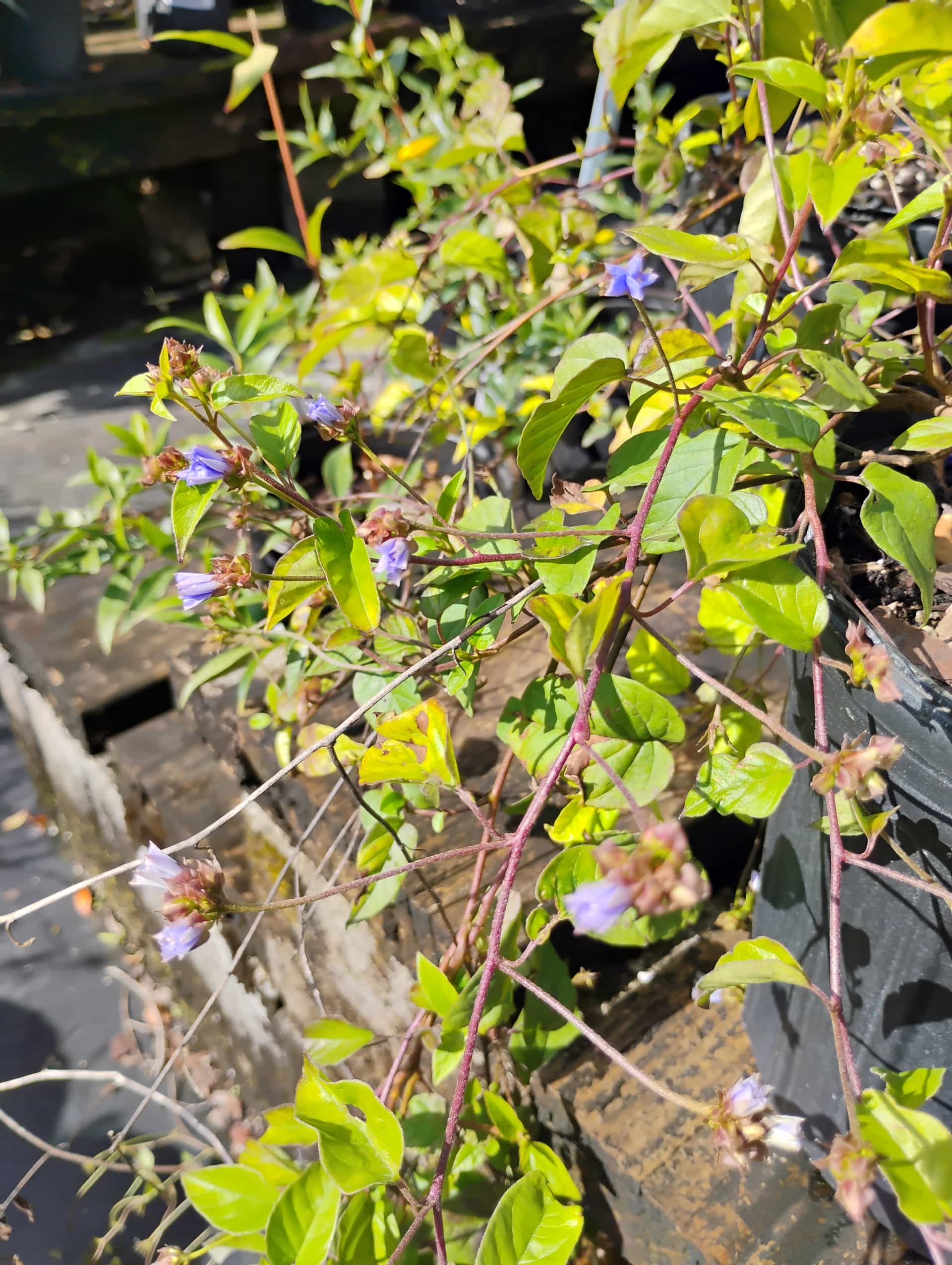 Skyblue Clustervine (Jacquemontia pentanthos), Vine