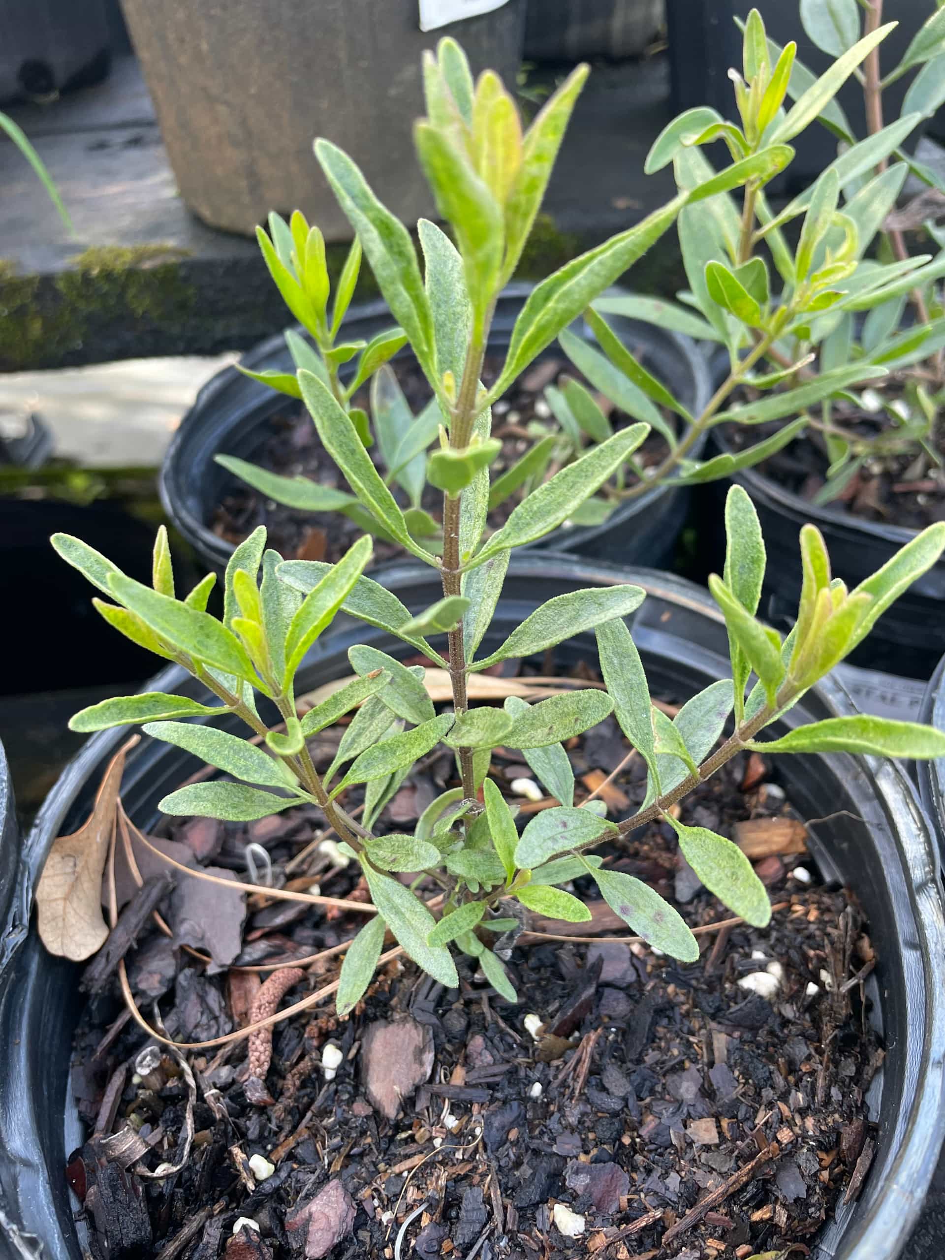 Coastalplain Palafox (Palafoxia integrifolia), Foliage