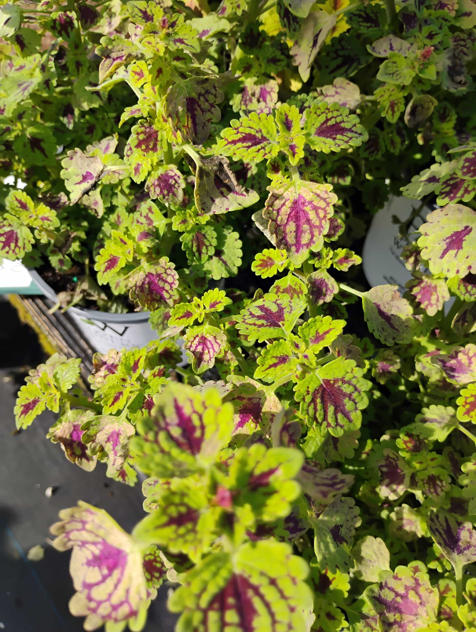 Coleus (Solenostemon scutellarioides), Annual