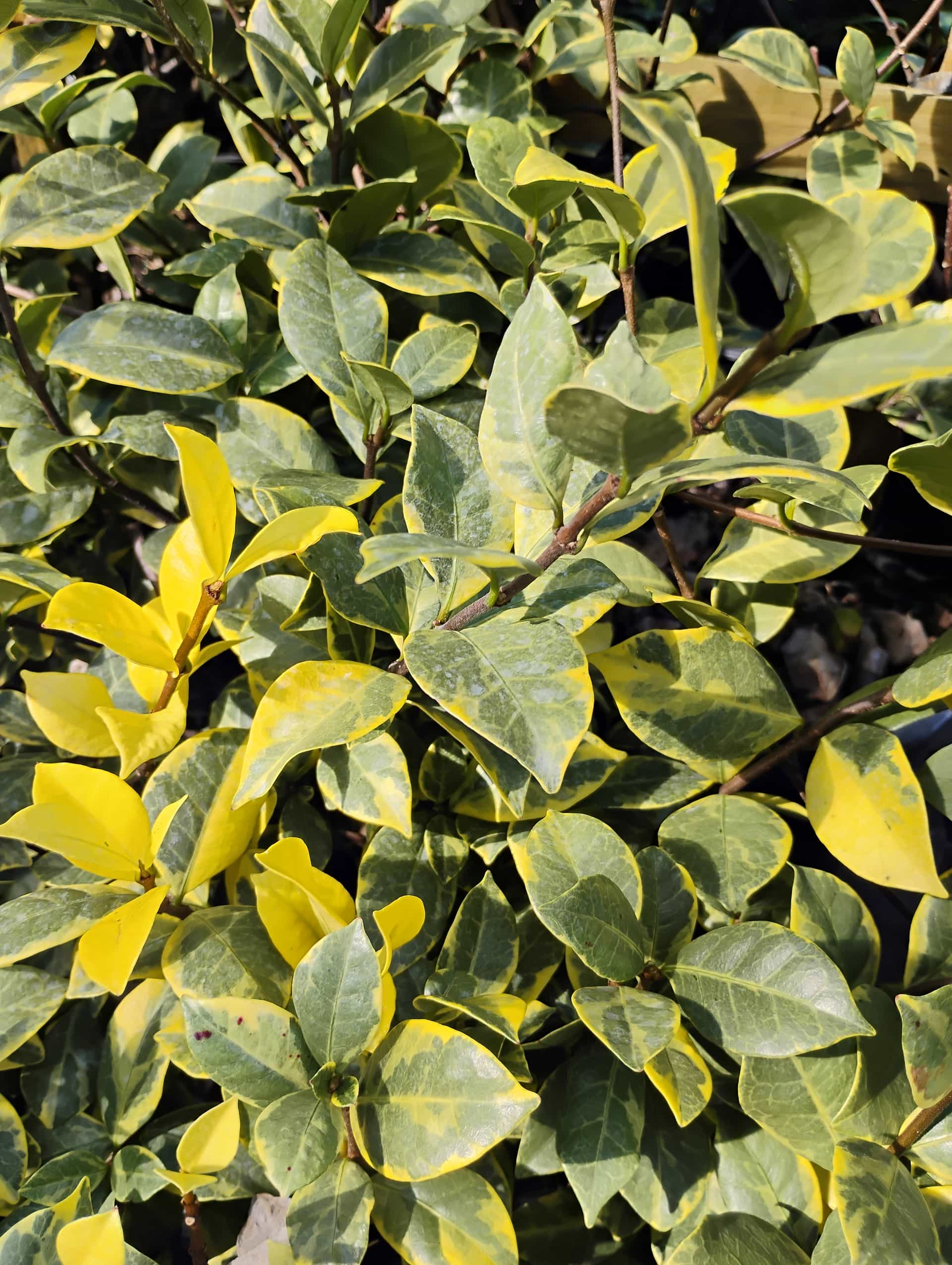 Confederate Jasmine (Trachelospermum jasminoides), Vine