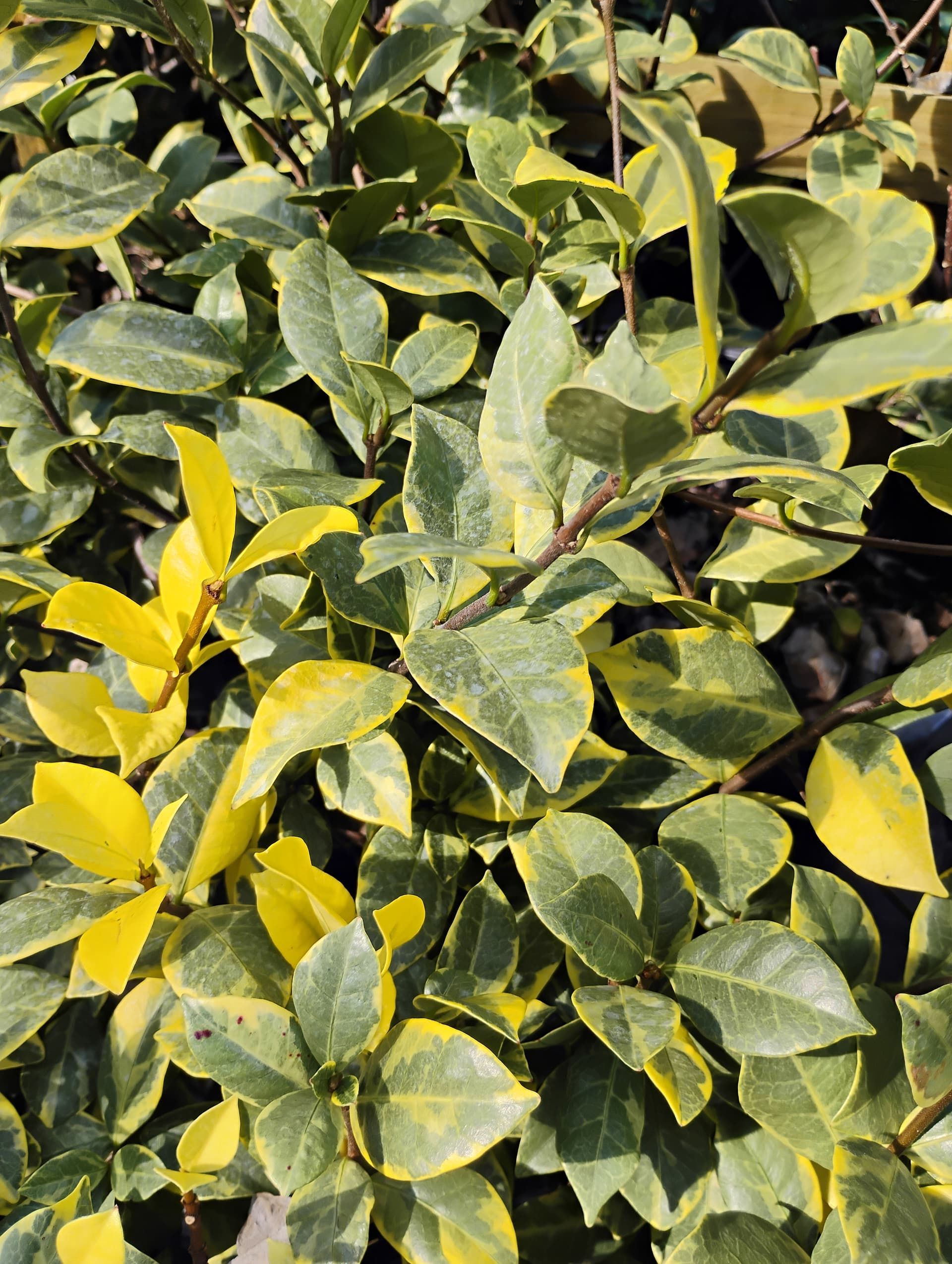Confederate Jasmine