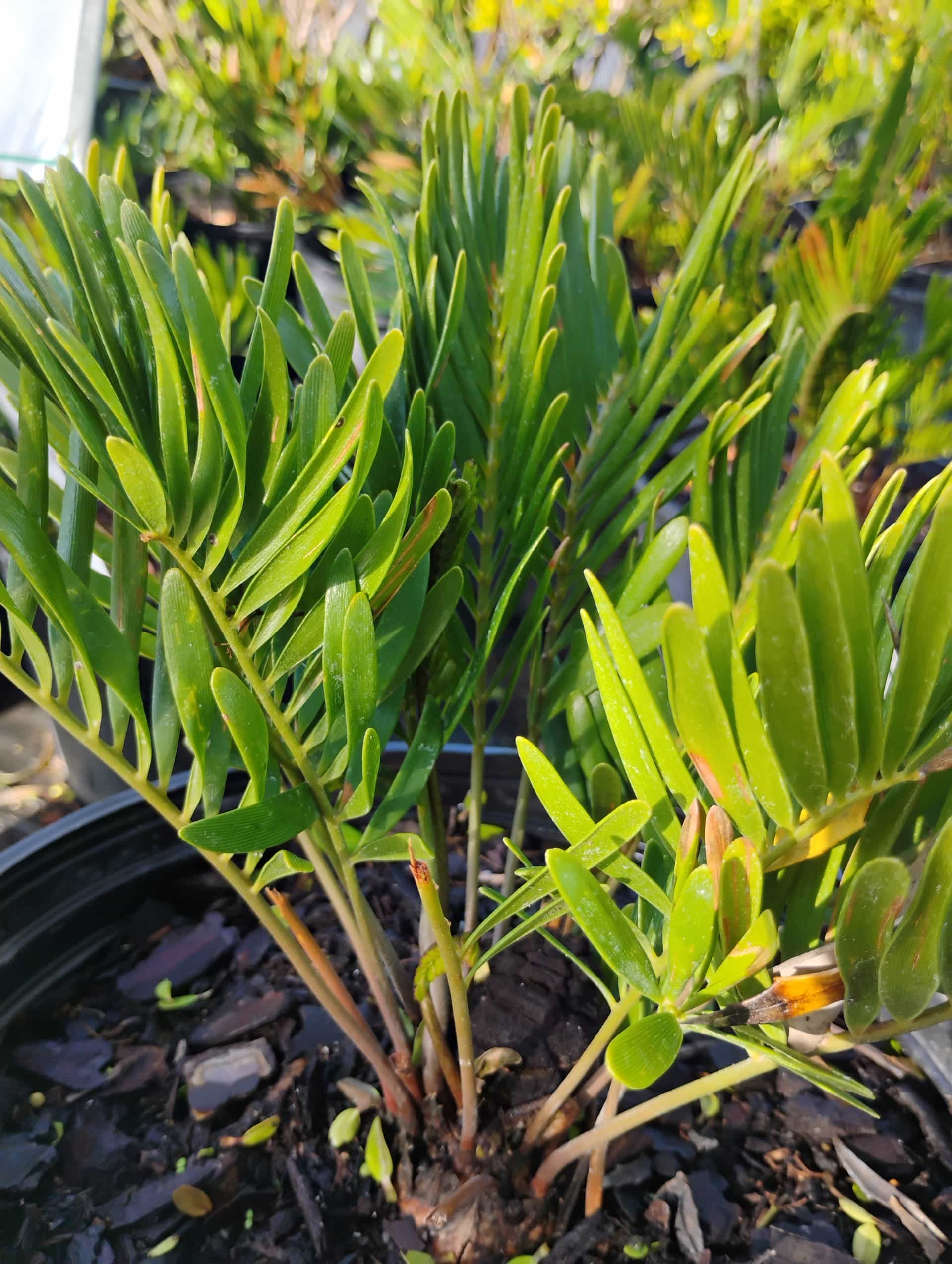 Coontie (Zamia pumila), Cycad