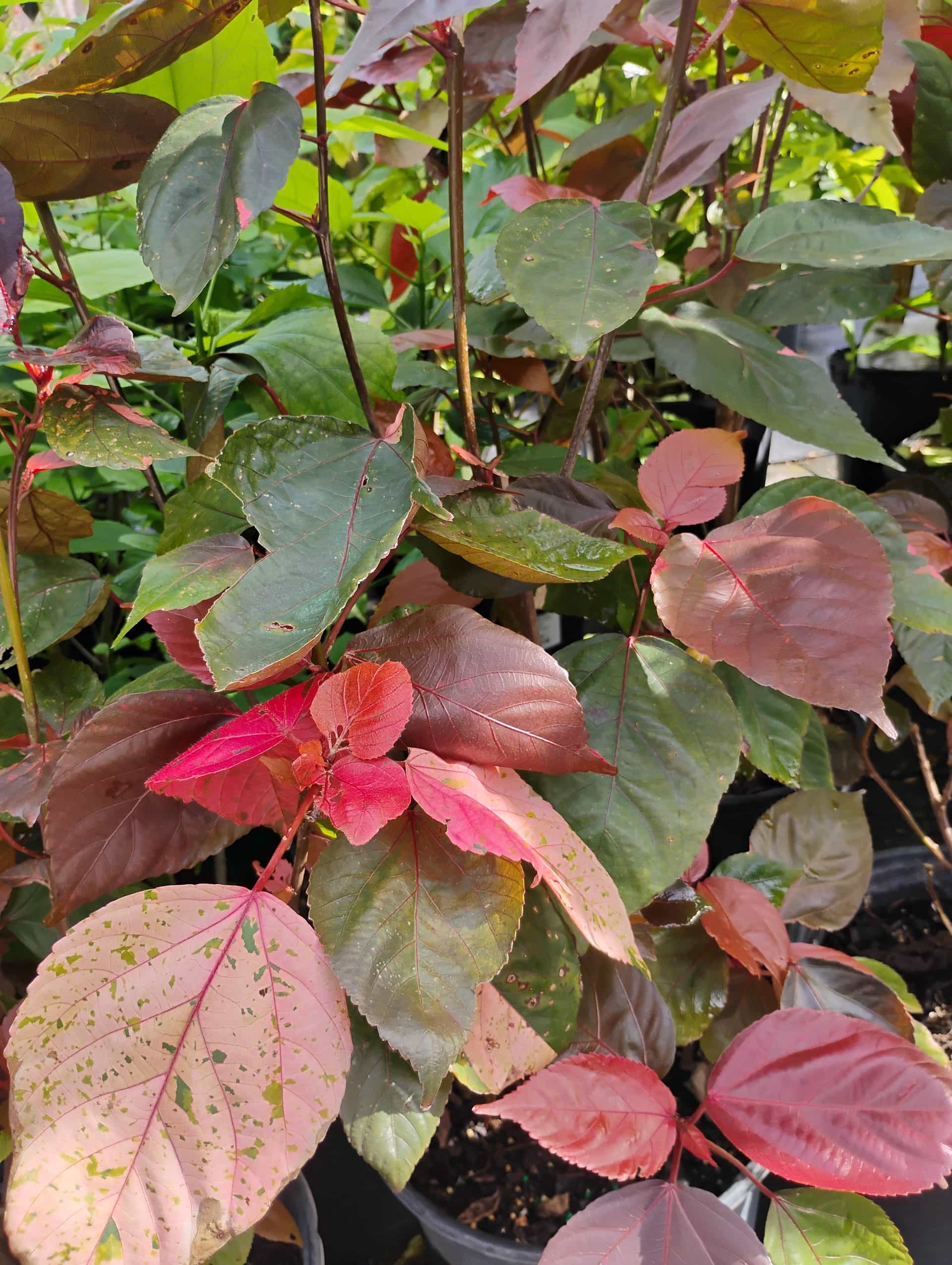 Copper Plant (Acalypha wilkesiana), Shrub