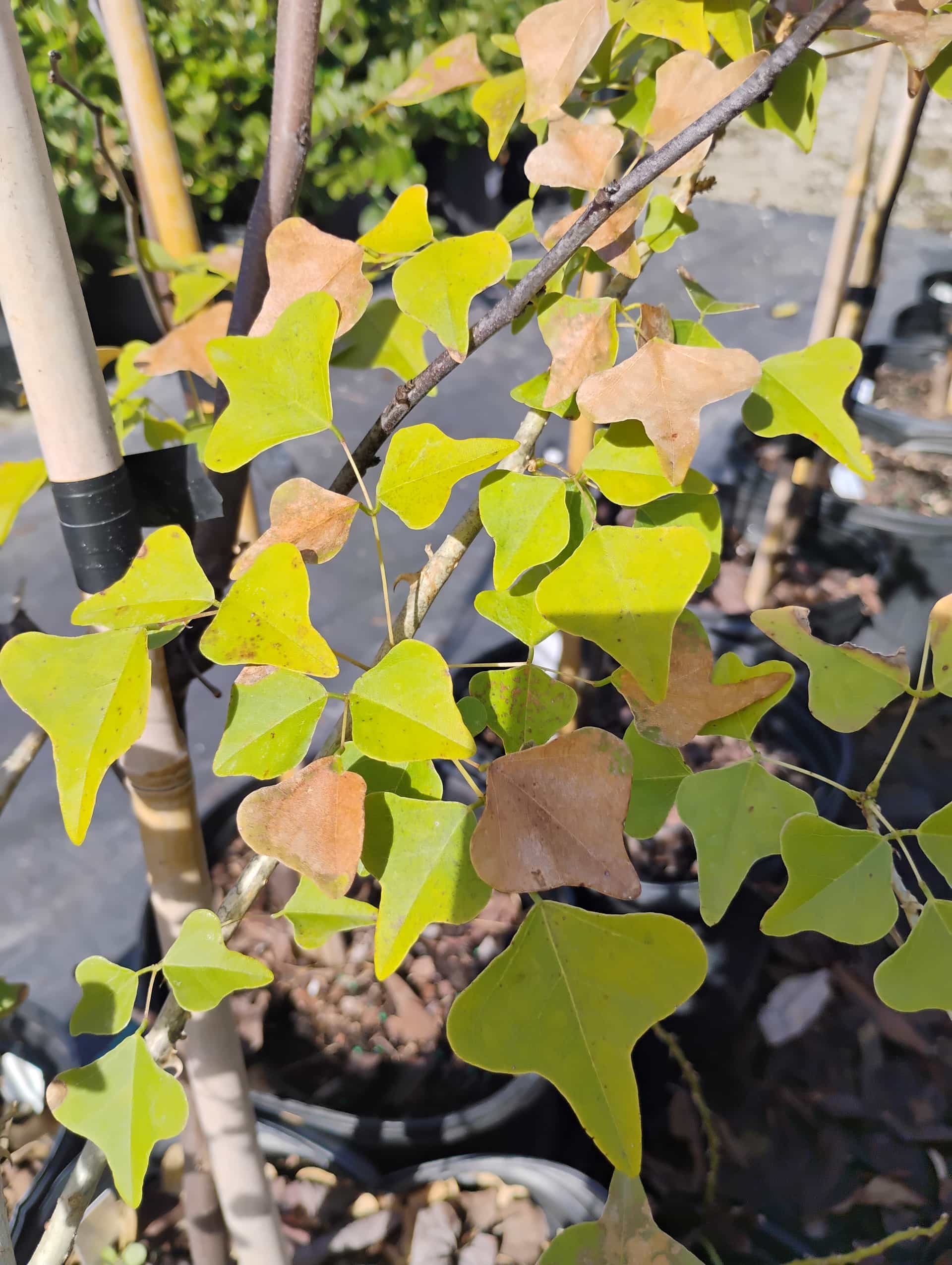Coral Bean (Erythrina herbacea), Shrub