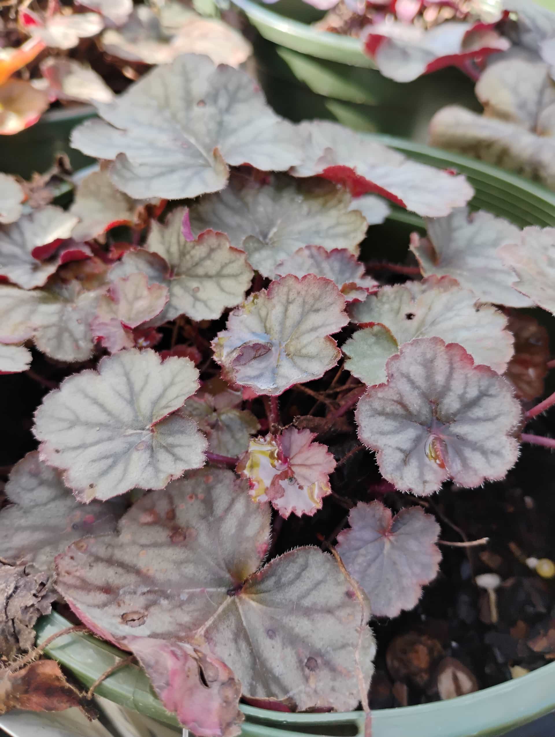 Coral Bells (Heuchera), Perennial