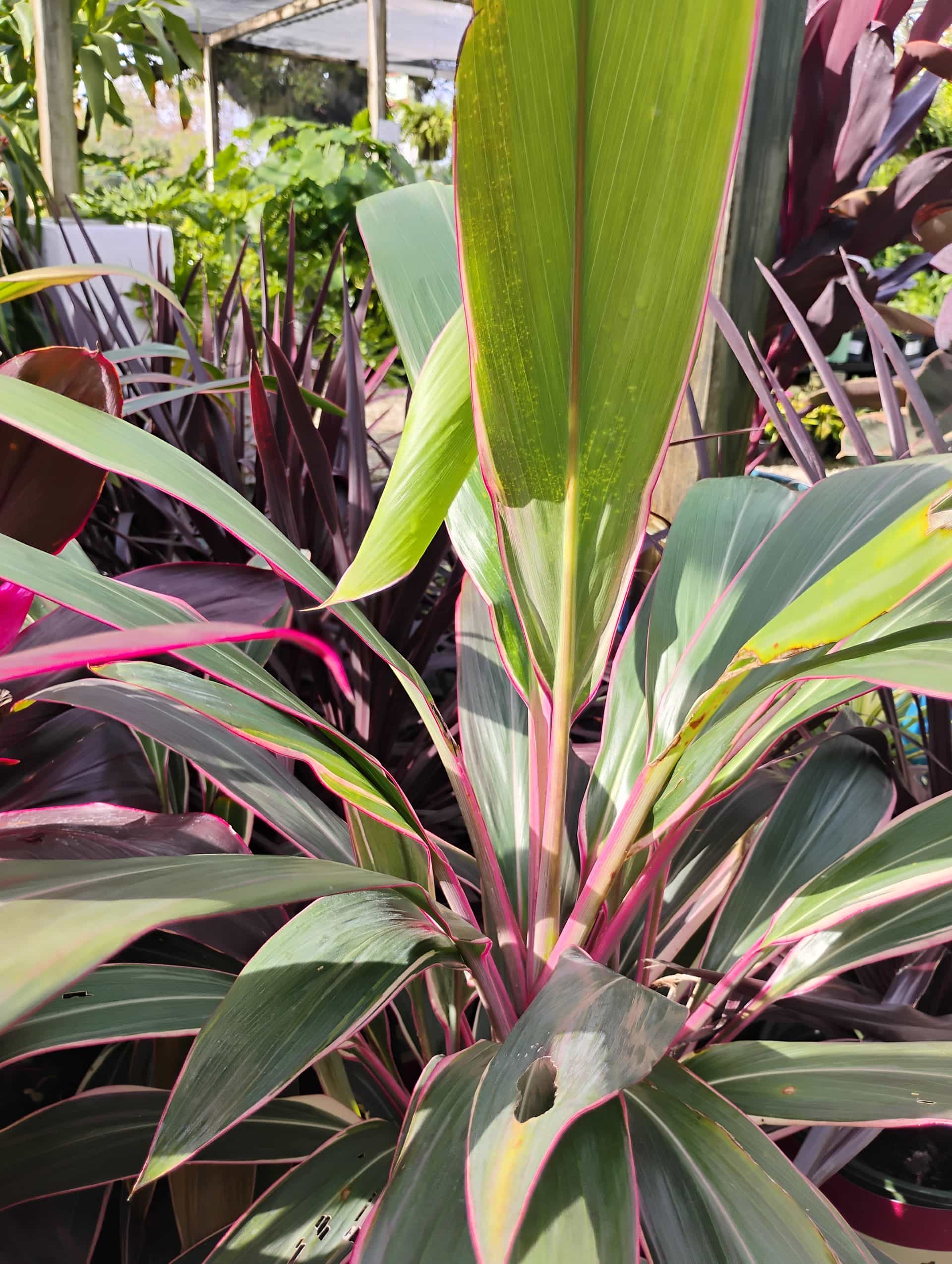 Ti Plant (Cordyline fruticosa), Shrub