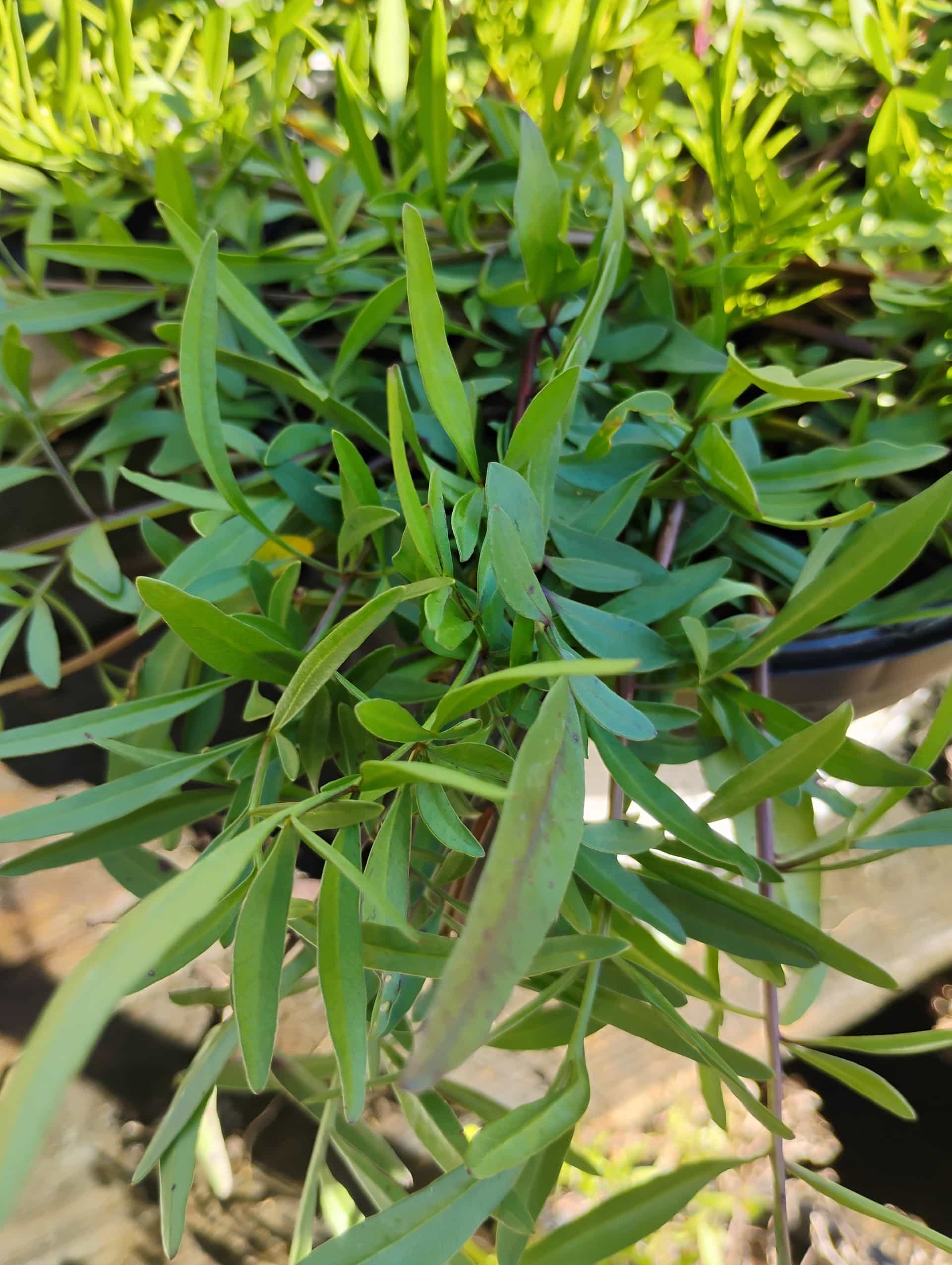 Lanceleaf Coreopsis (Coreopsis lanceolata), Perennial