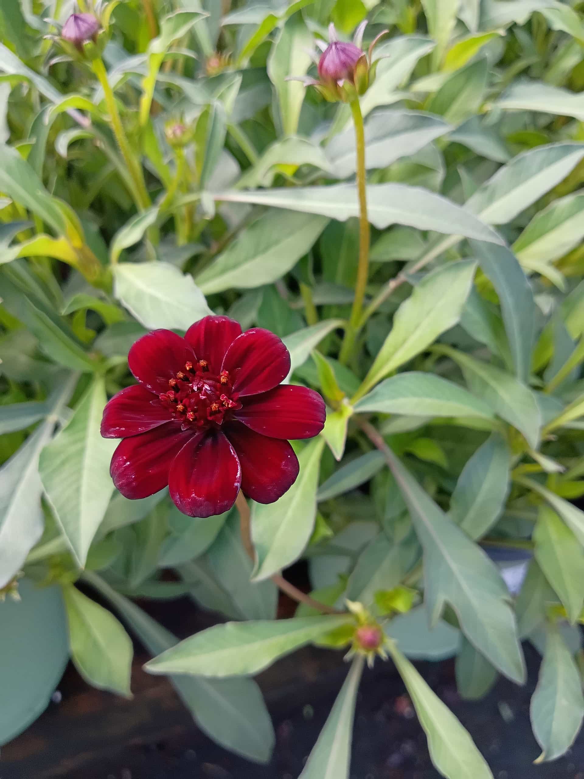 Cosmos, Annual