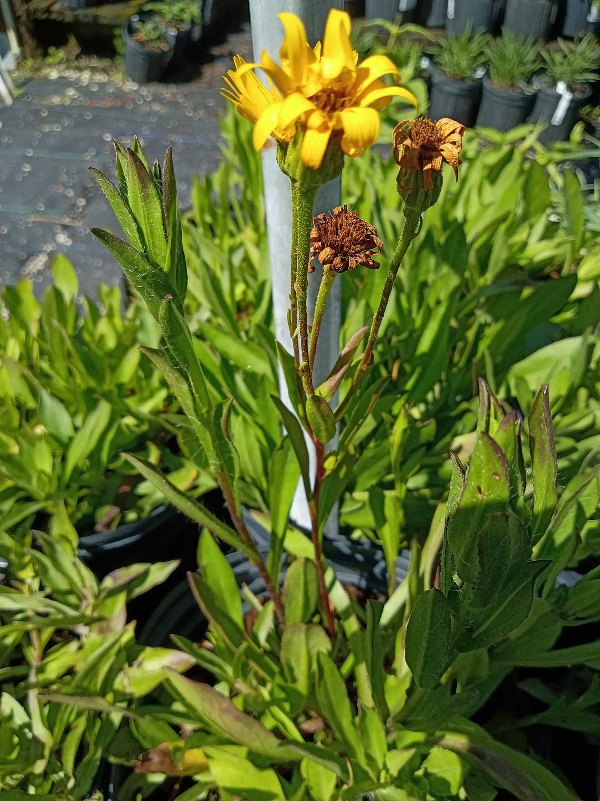 Cottony Goldenaster (Chrysopsis gossypina), Perennial