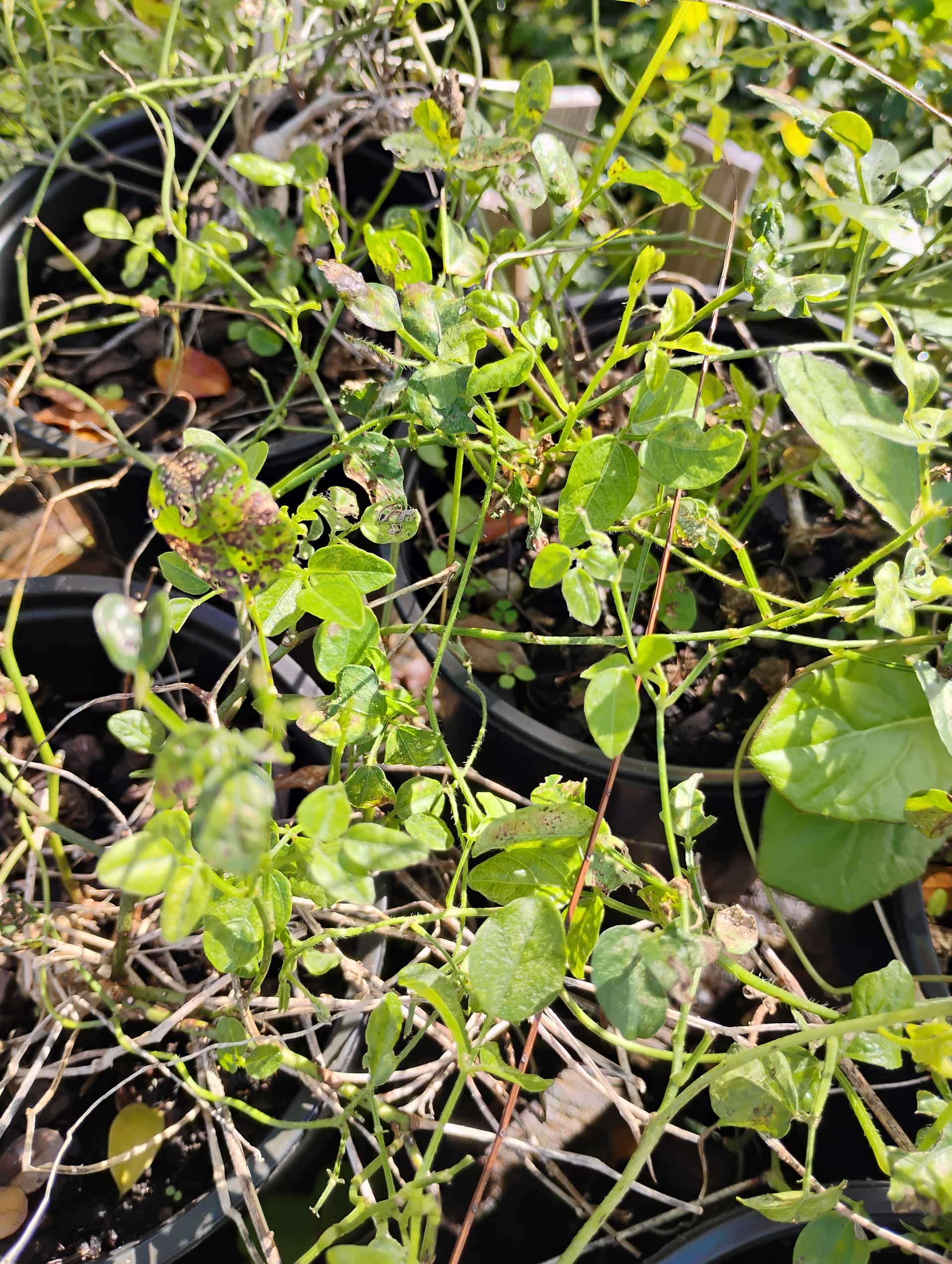Cowpea (Vigna unguiculata), Annual