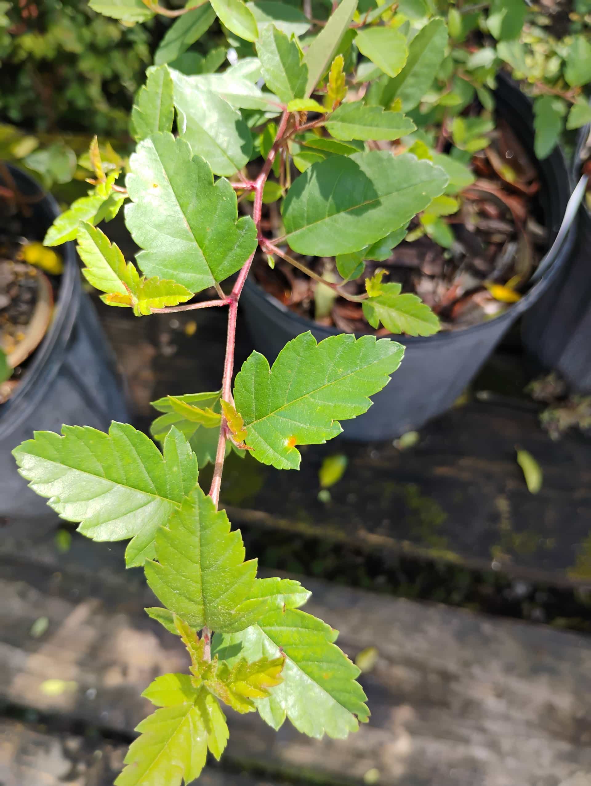 Southern Crabapple (Malus angustifolia), Tree