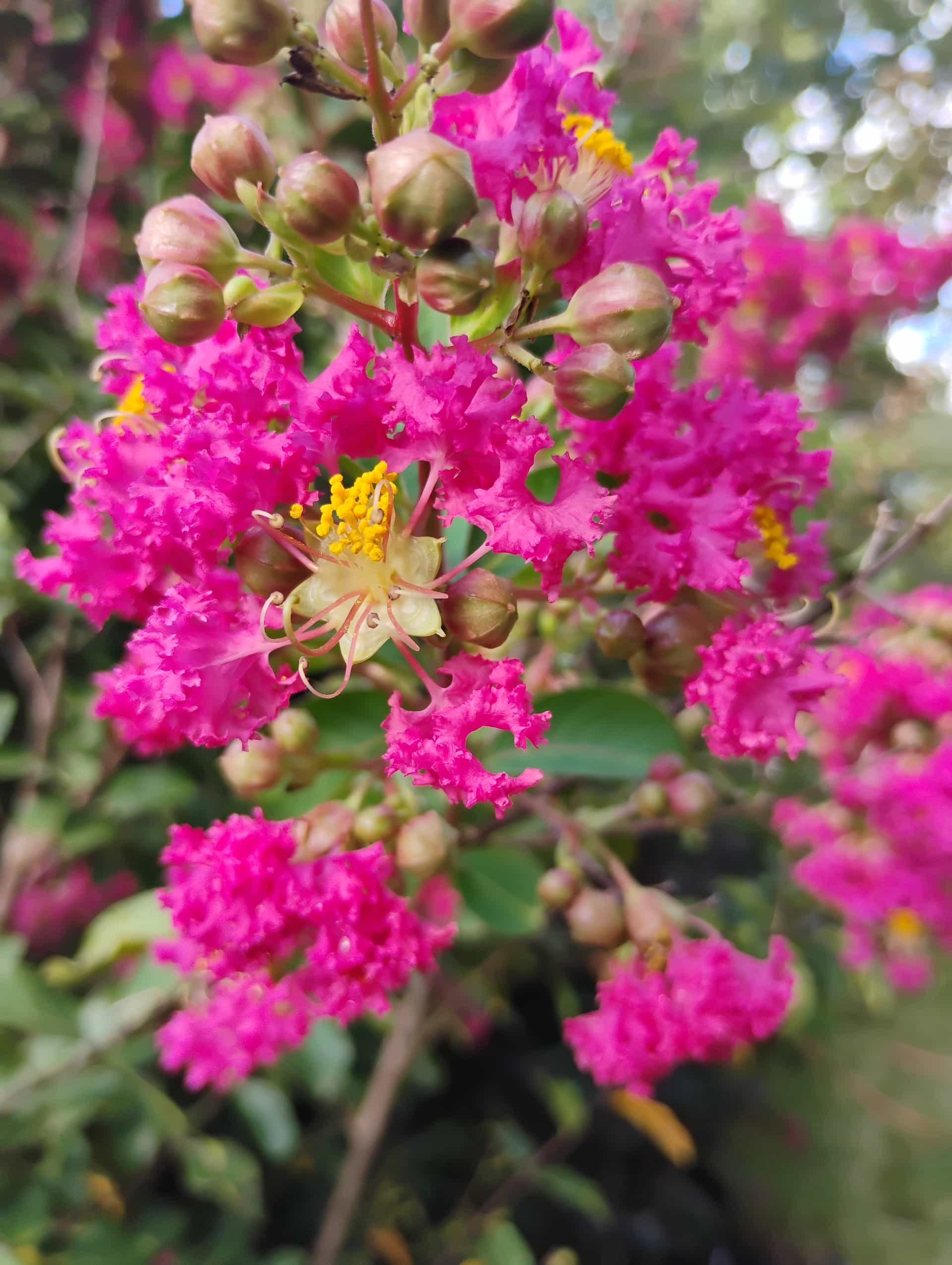 Crape Myrtle (Lagerstroemia indica), Tree
