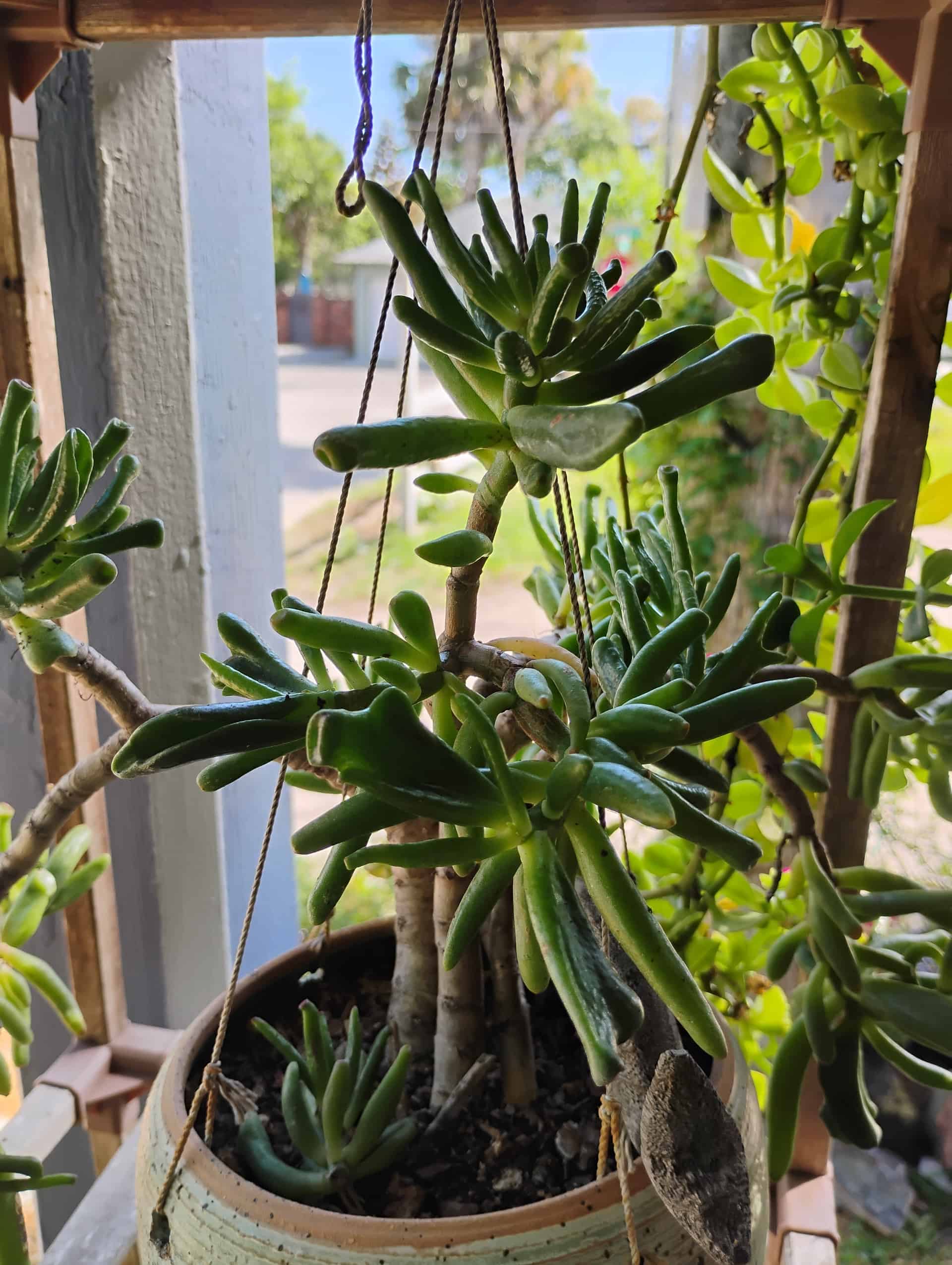 Crassula, Succulent