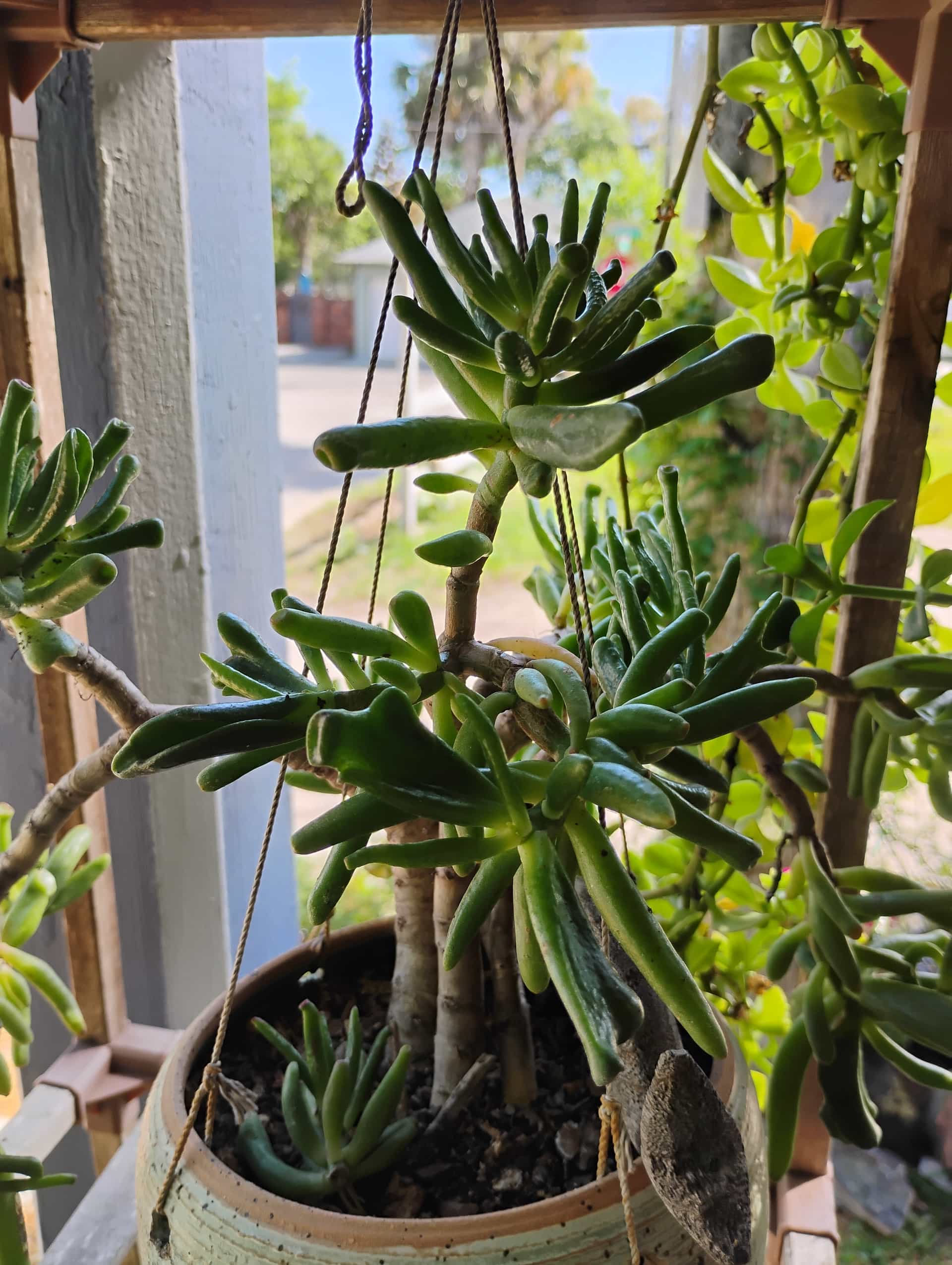 Crassula, Succulent