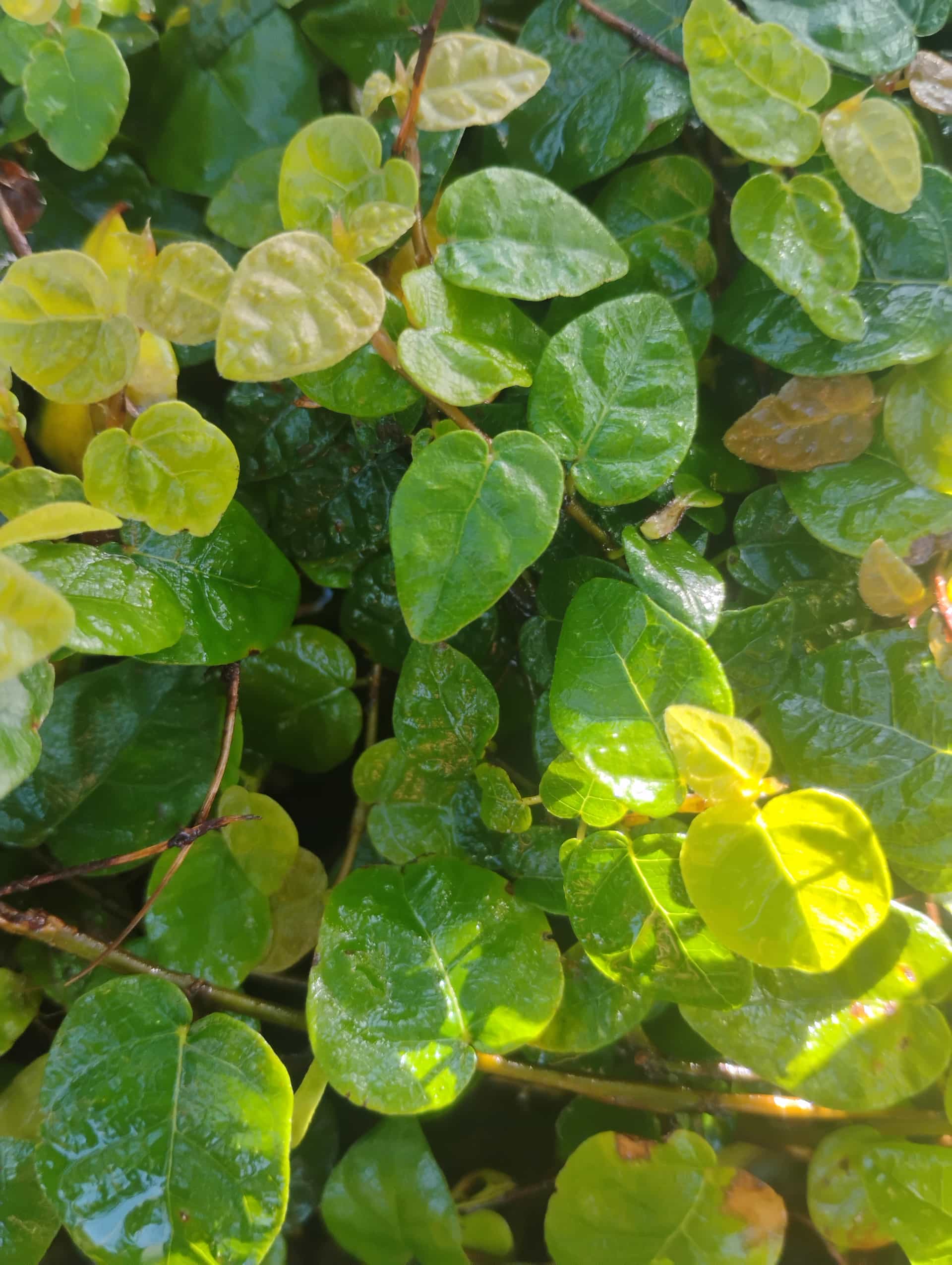 Creeping Fig (Ficus pumila), Vine