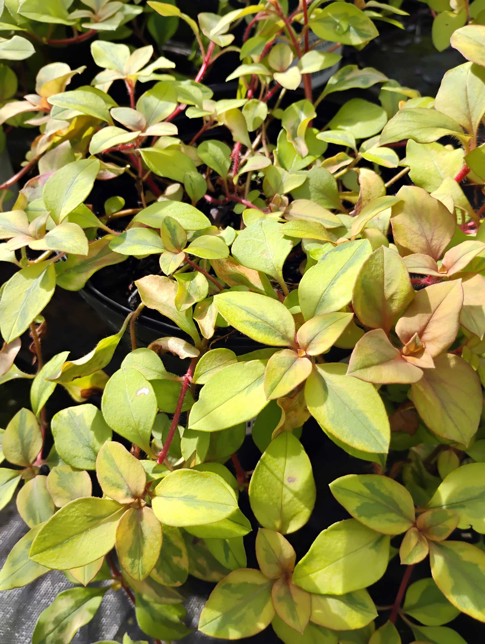 Creeping Jenny (Lysimachia nummularia), Groundcover