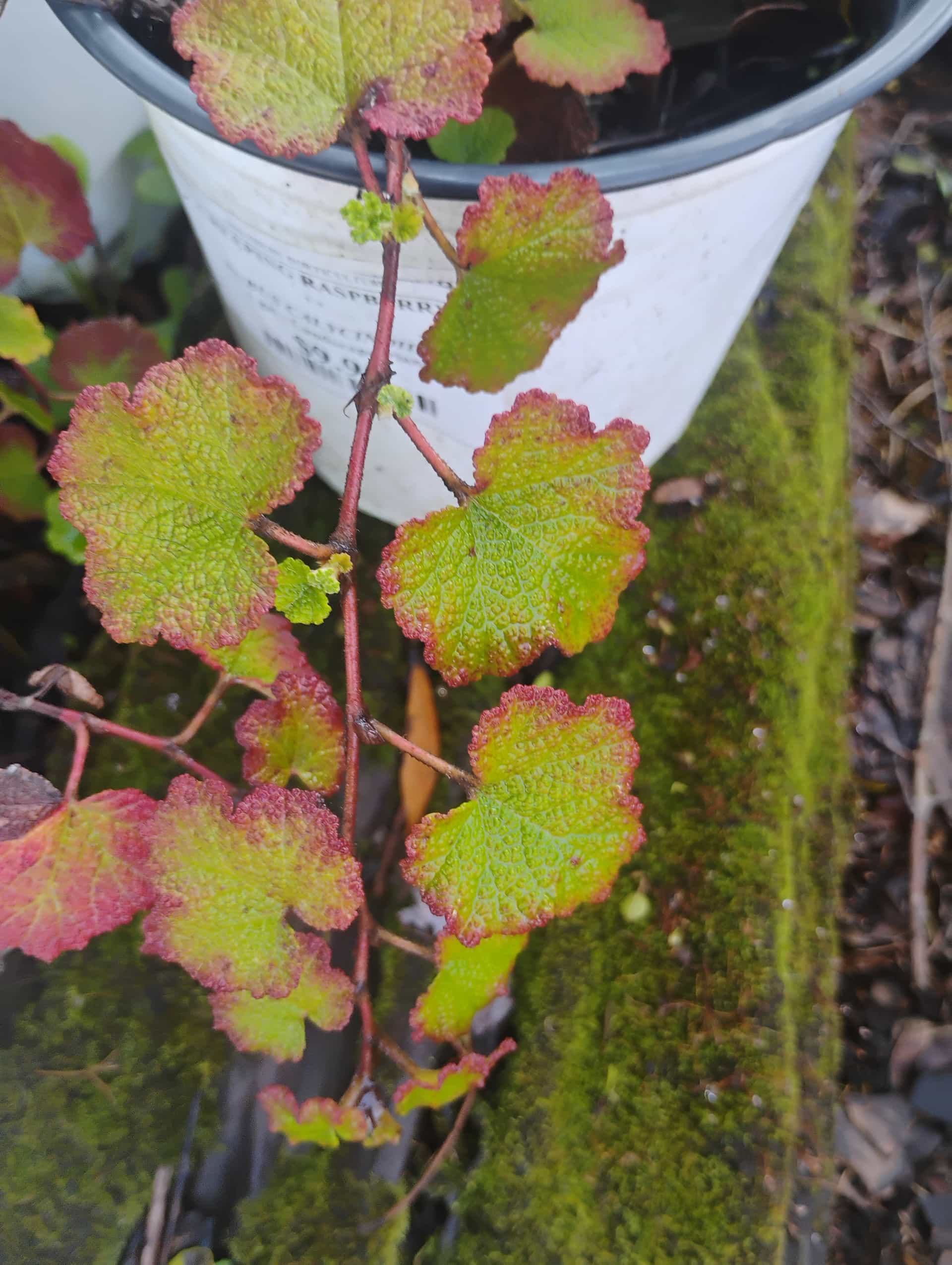 Creeping Raspberry (Rubus hayata-koidzumii), Groundcover