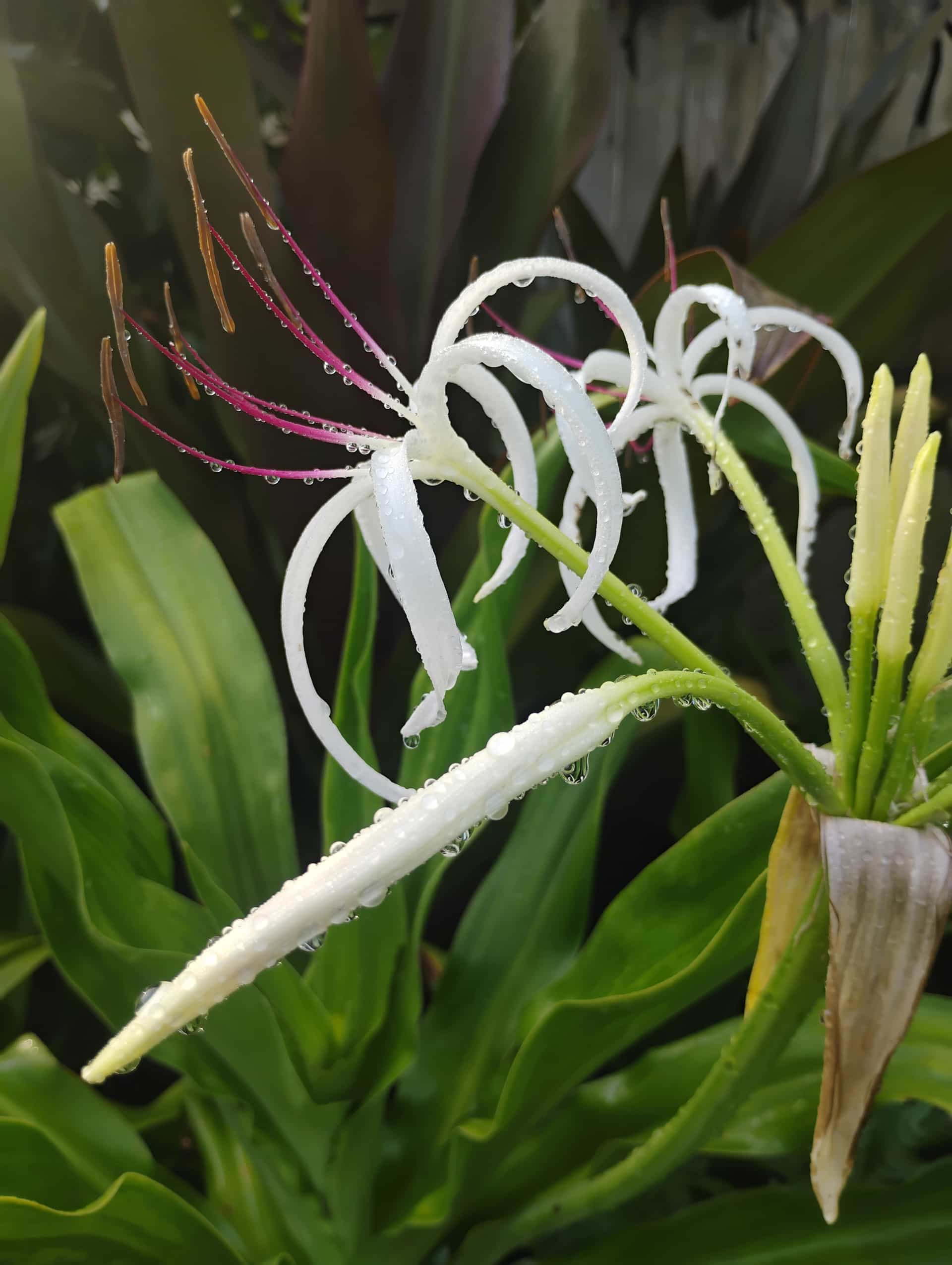 Crinum Lily (Crinum asiaticum), Perennial