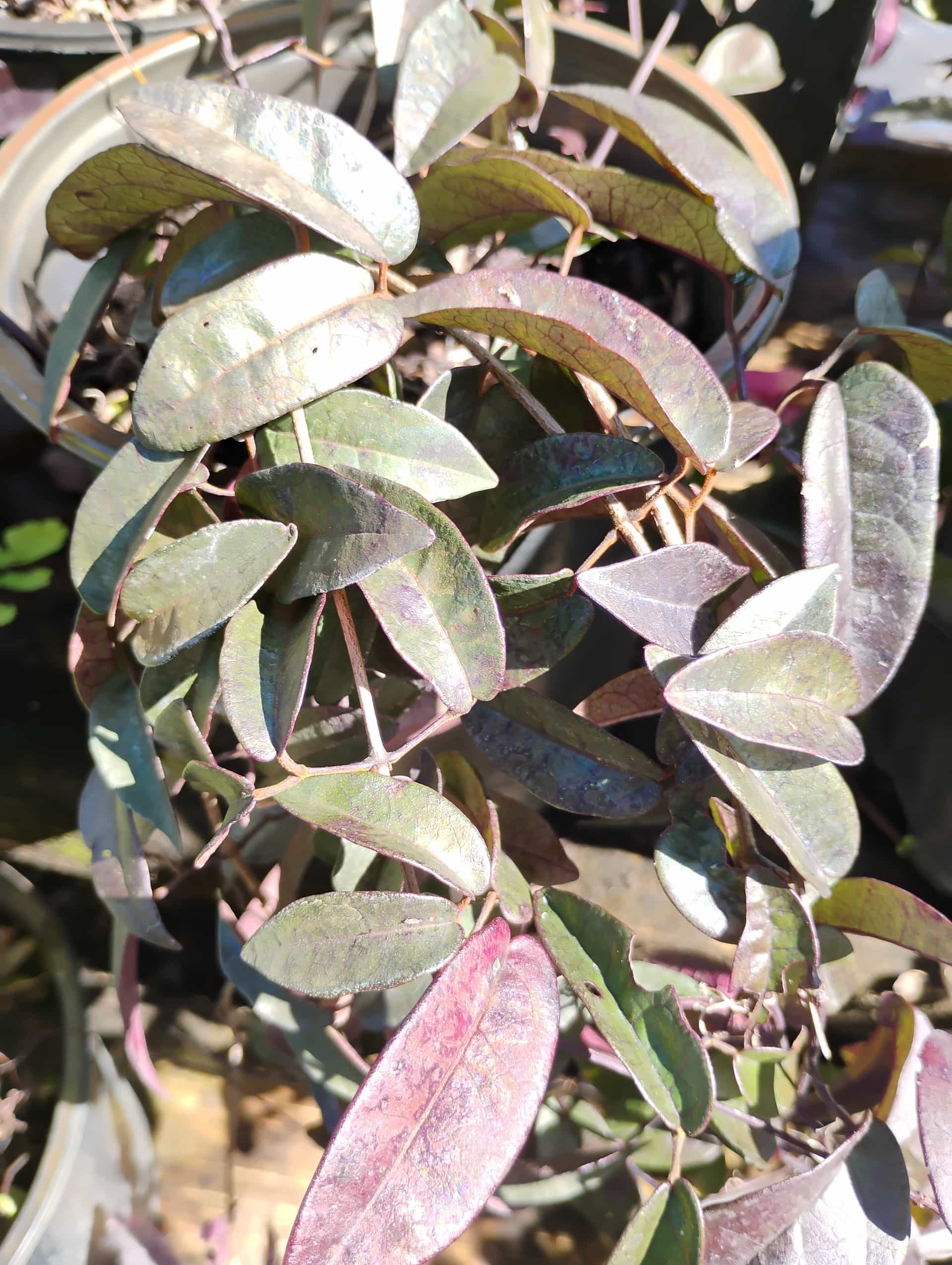 Cross Vine (Bignonia capreolata), Vine