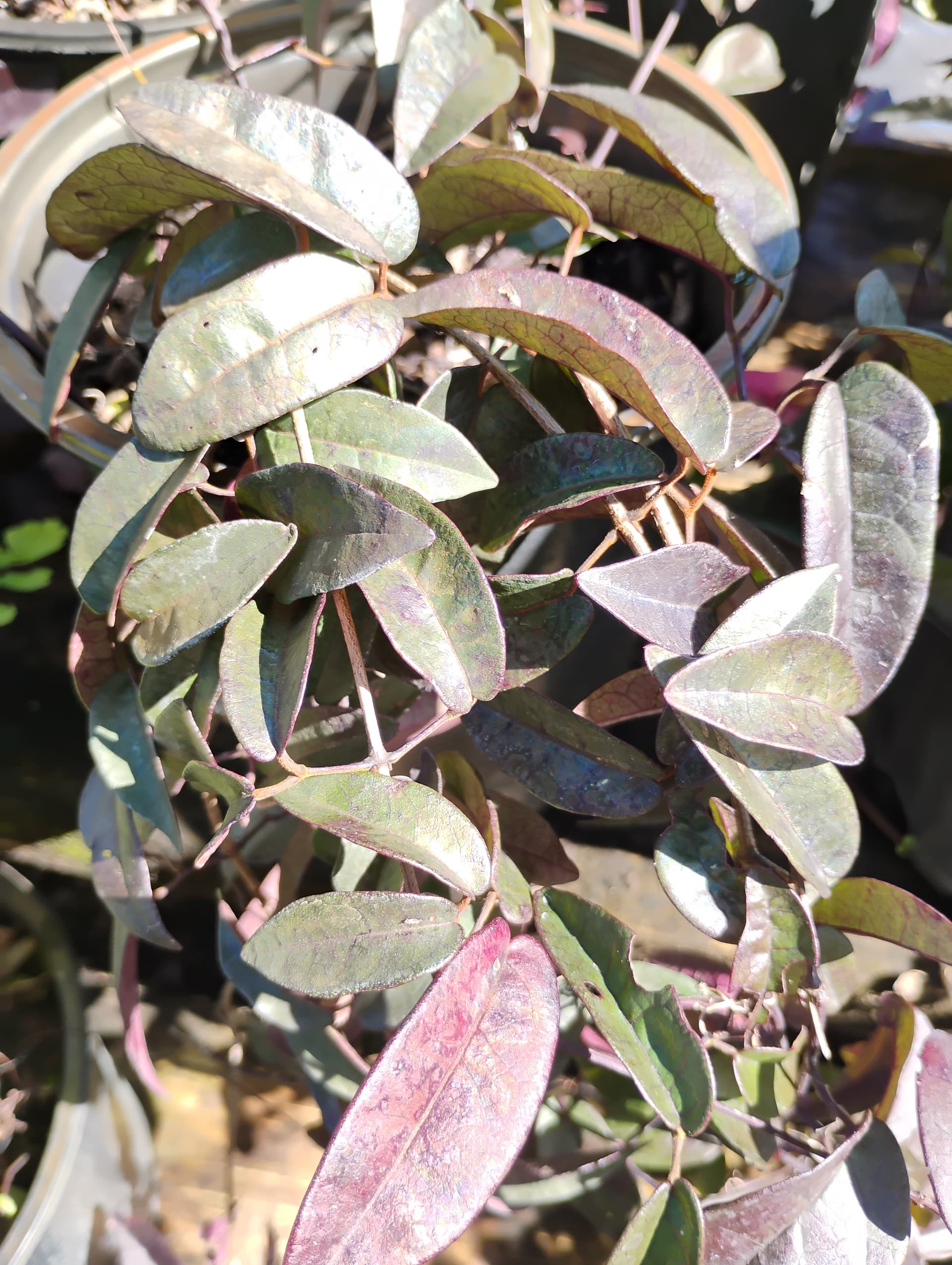 Cross Vine
