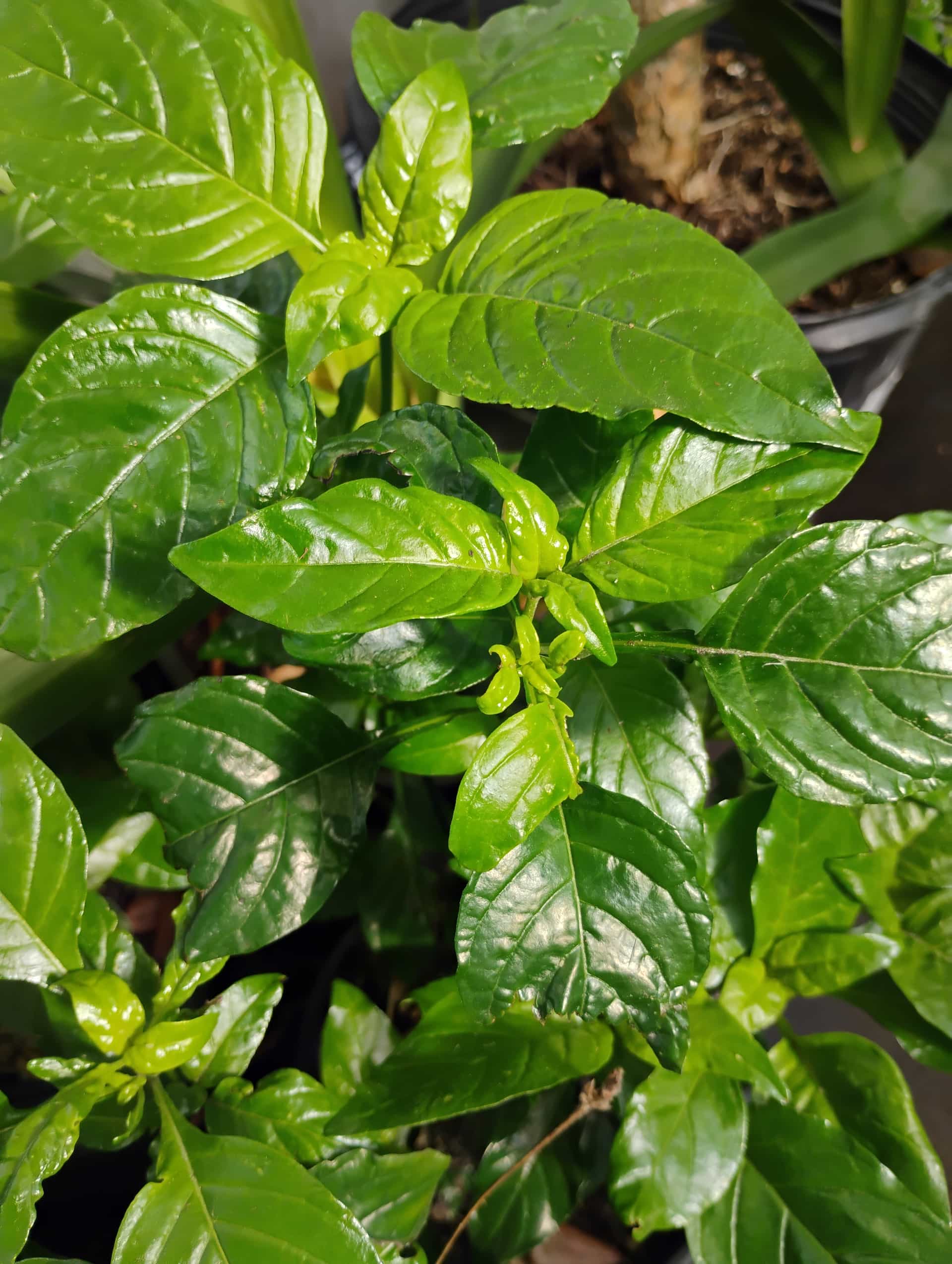 Crossandra (Crossandra infundibuliformis), Perennial