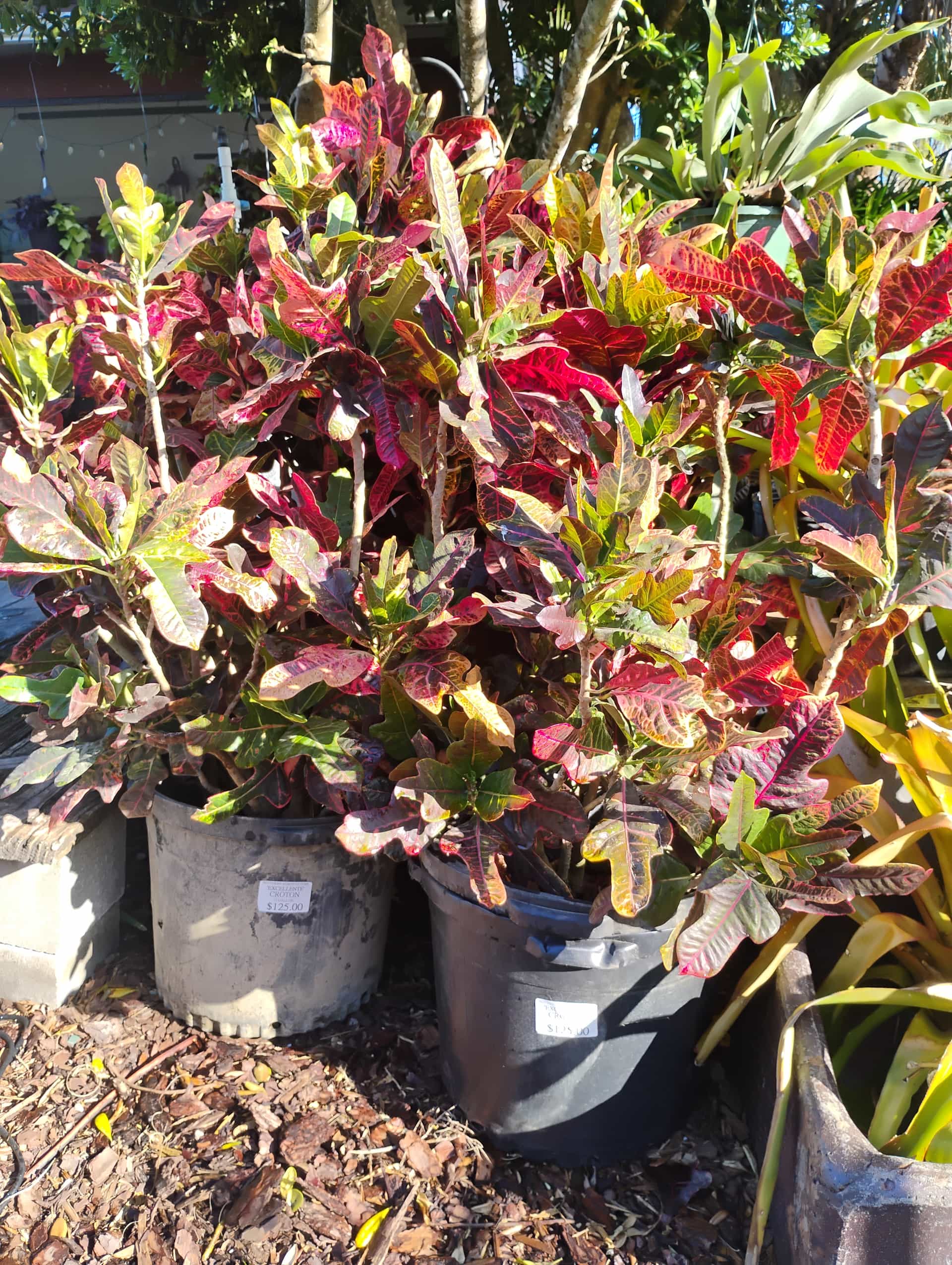 Croton (Codiaeum variegatum), Shrub
