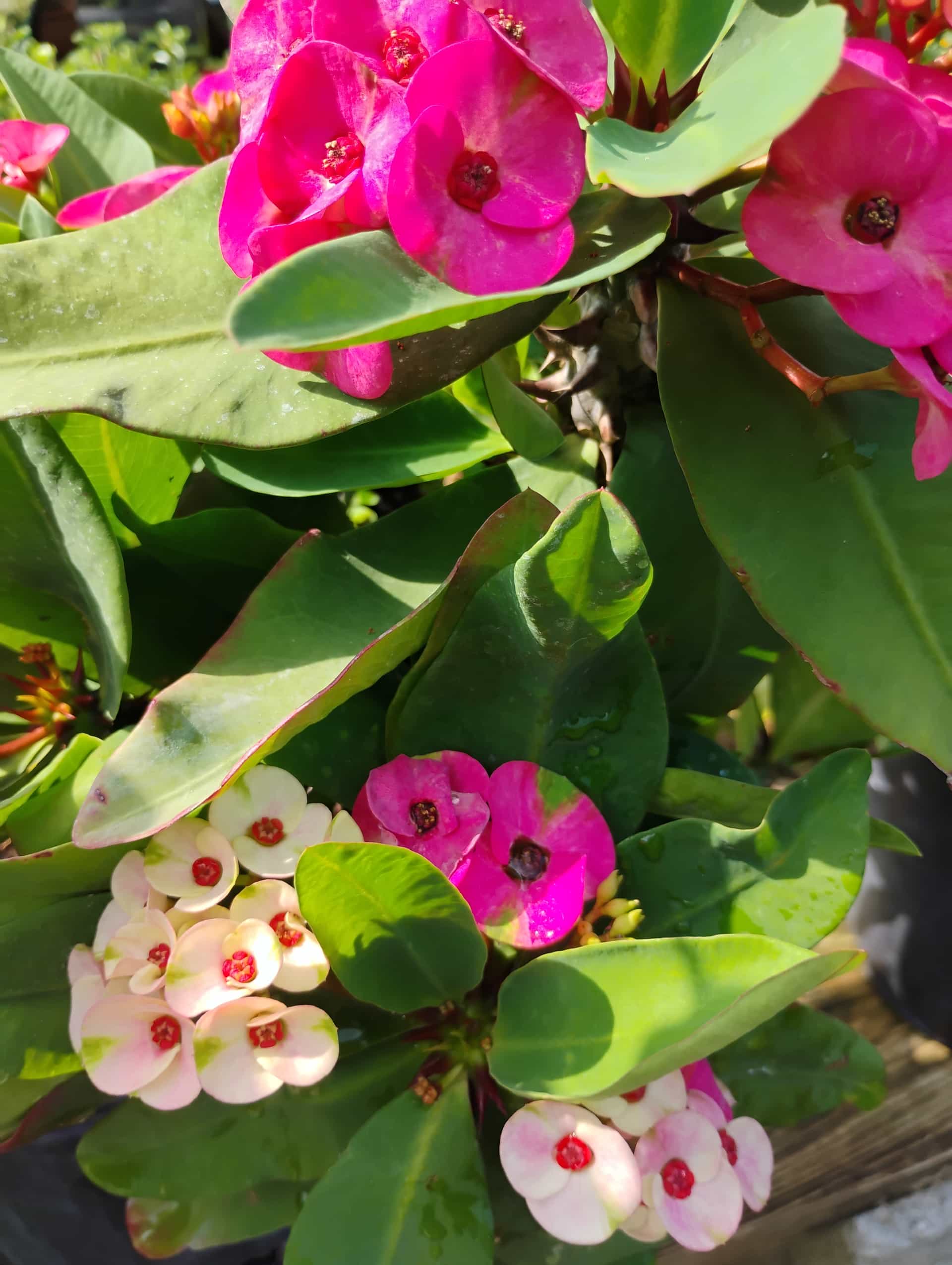 Crown of Thorns (Euphorbia milii), Succulent