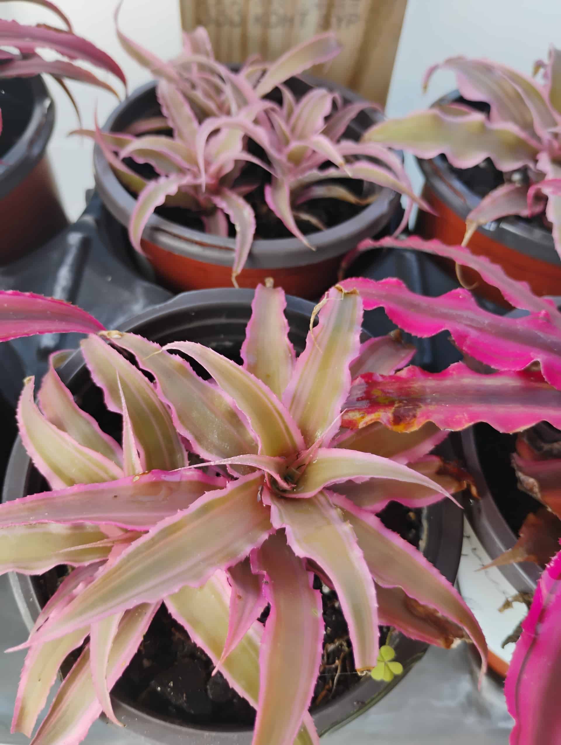 Cryptanthus (Cryptanthus bivittatus), Bromeliad