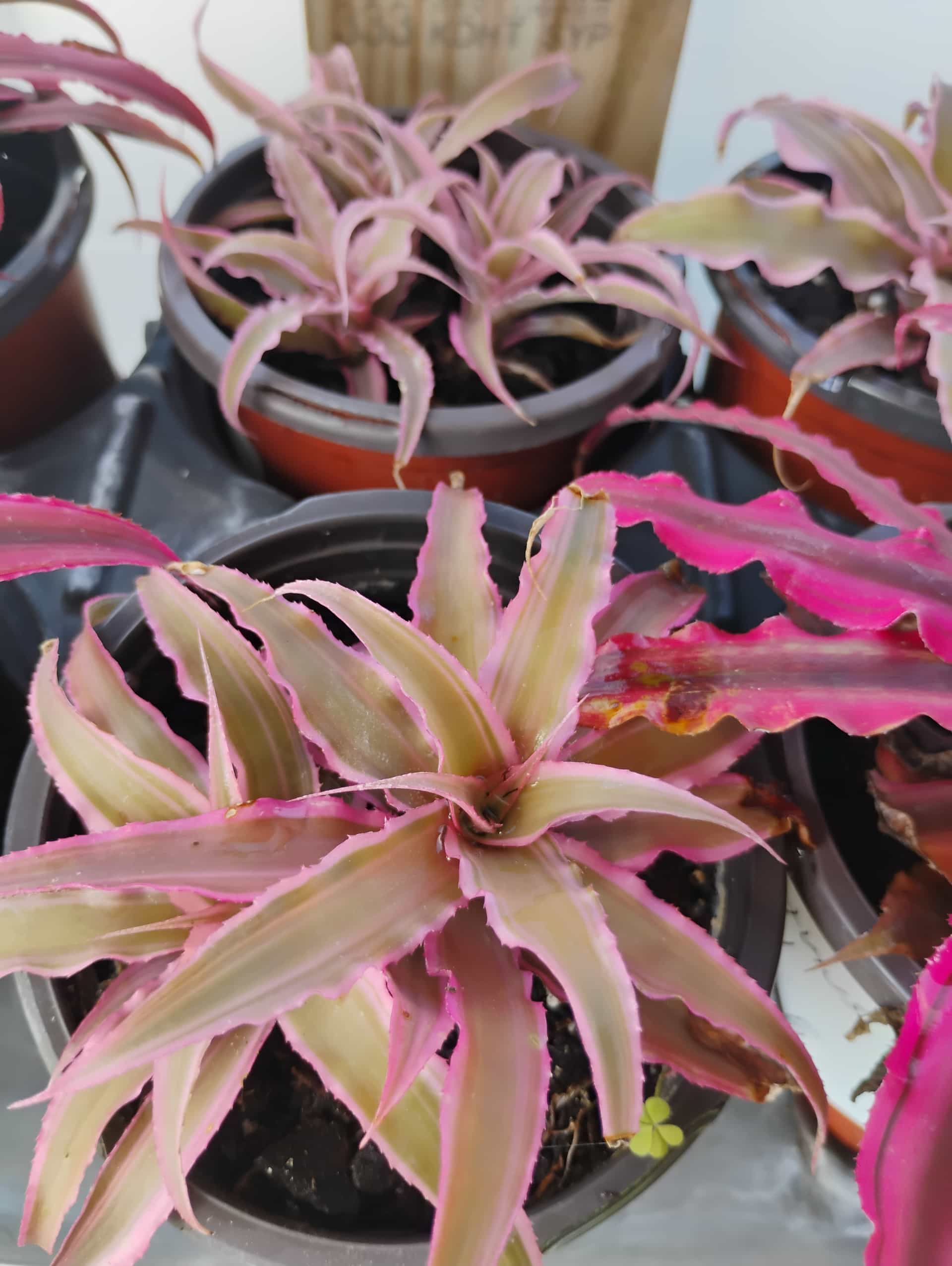 Cryptanthus (Cryptanthus bivittatus), Bromeliad