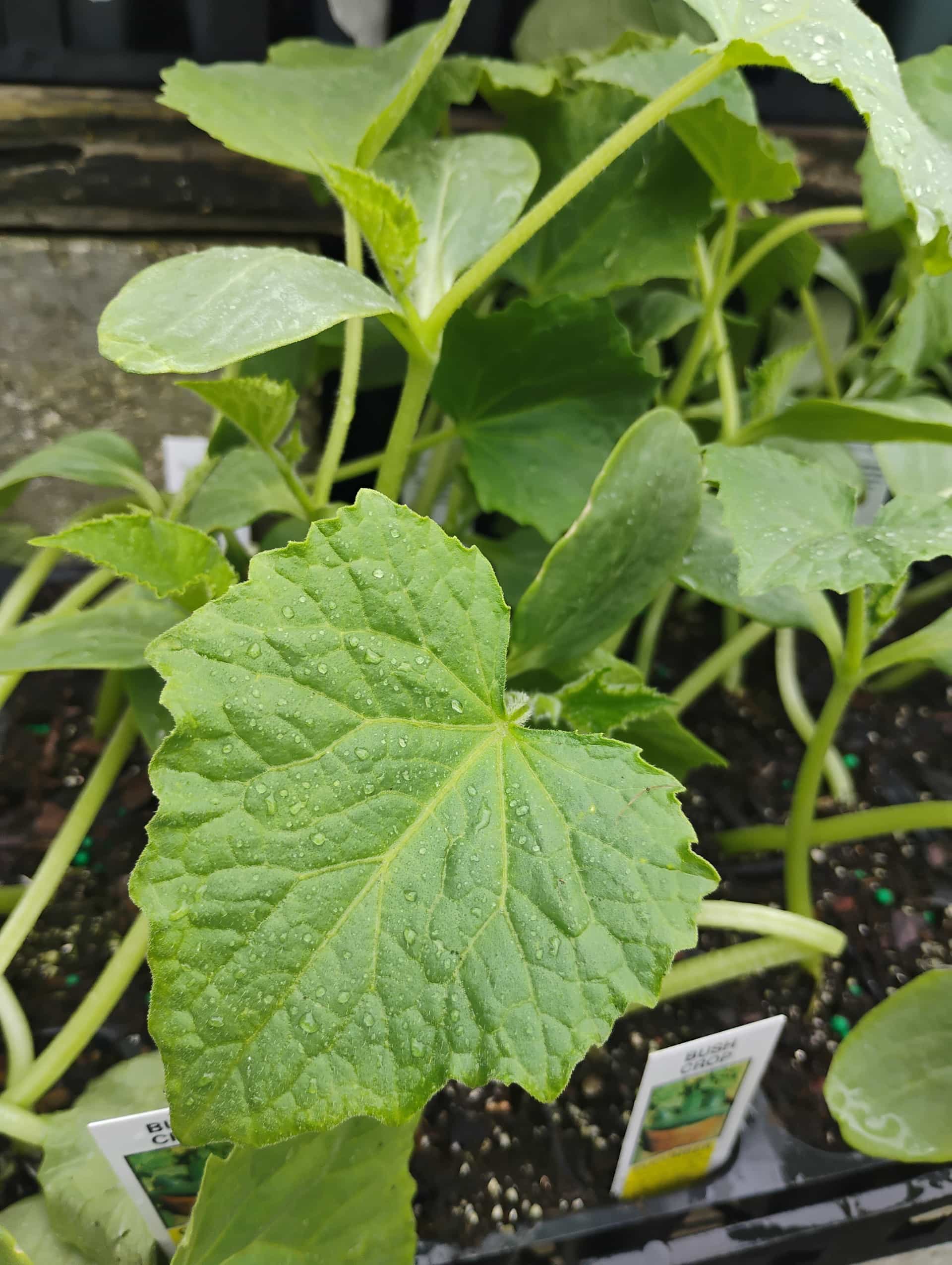 Cucumber (Cucumis sativus), Annual