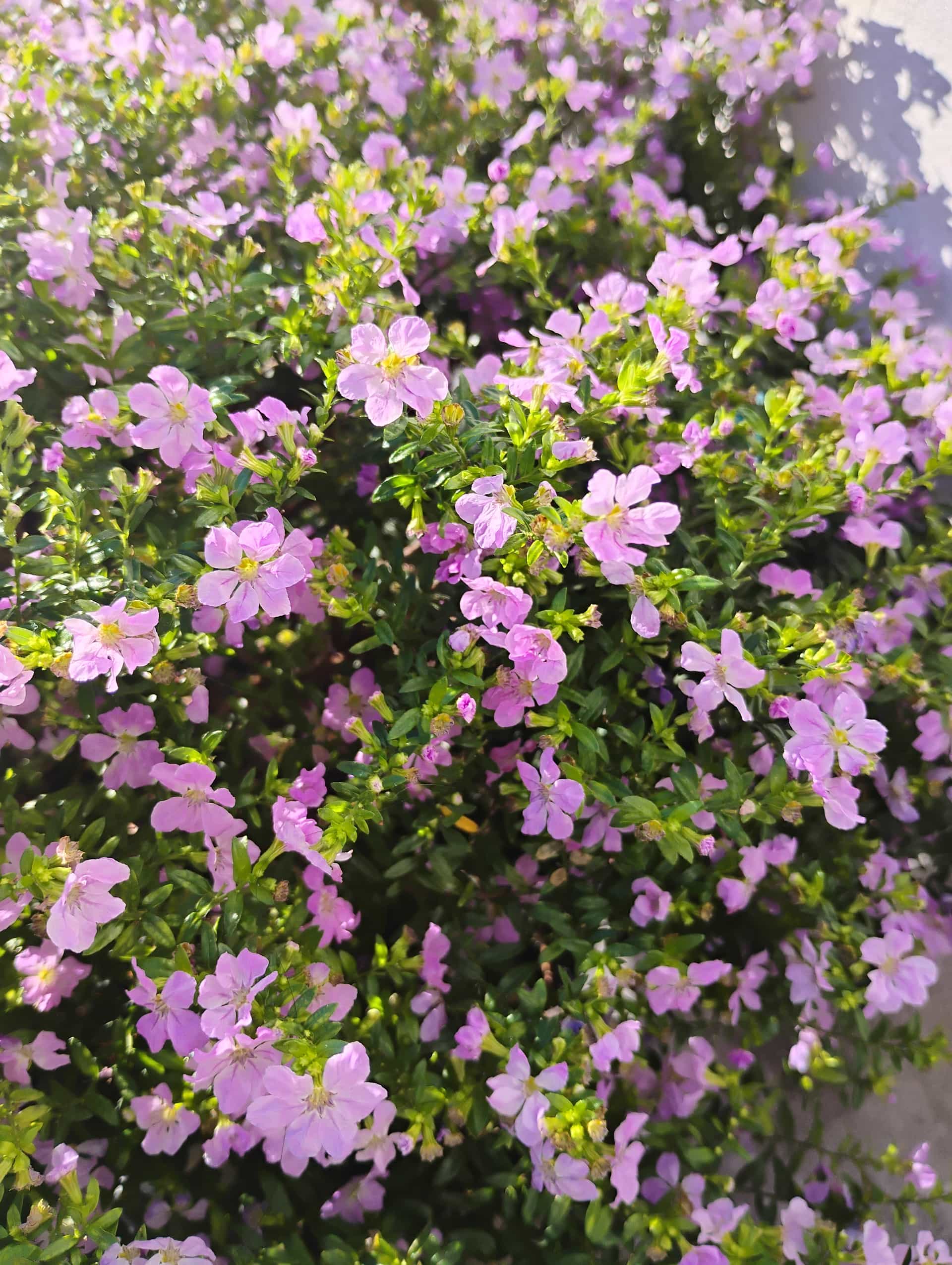 Cuphea, Shrub